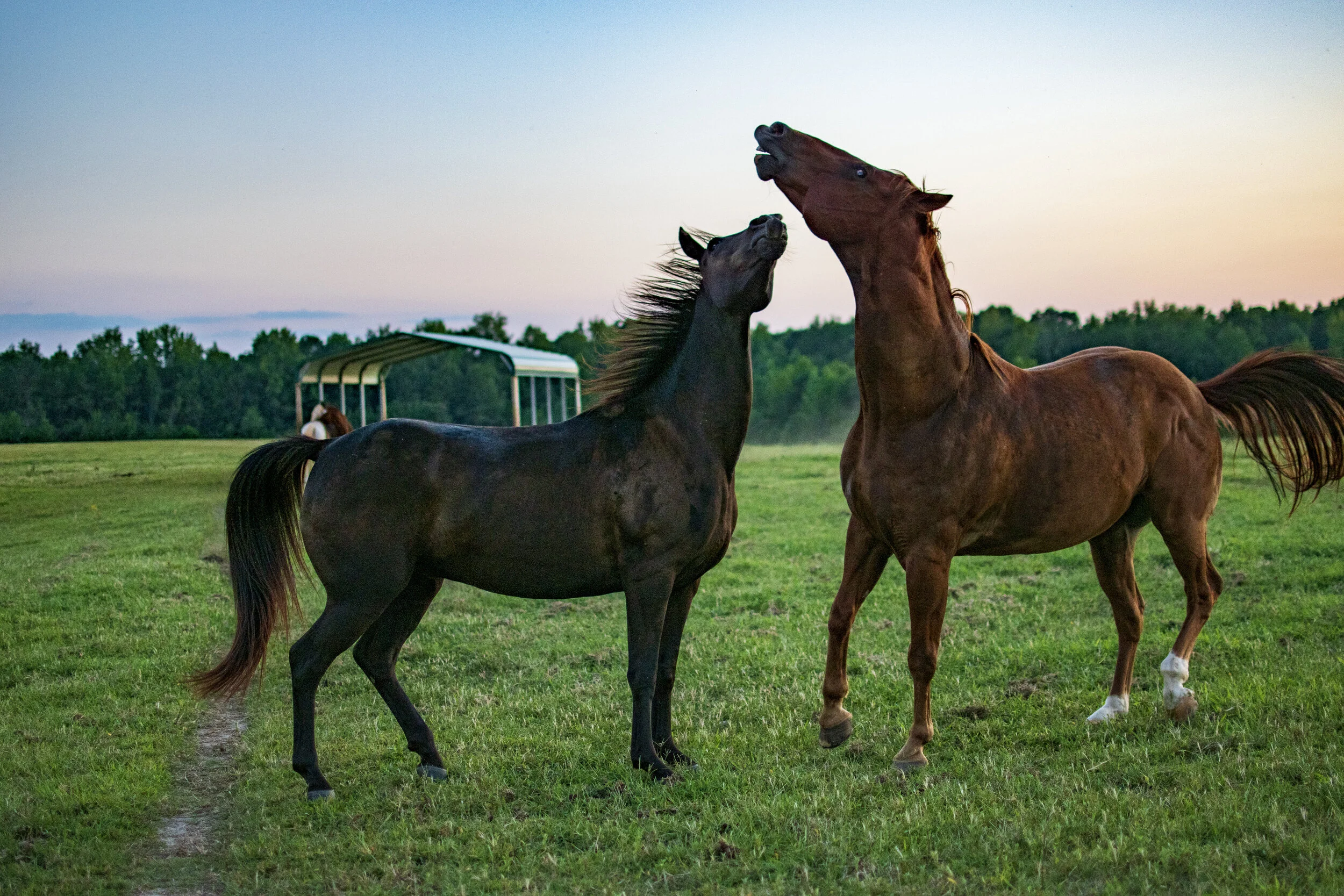 HORSES19.JPG