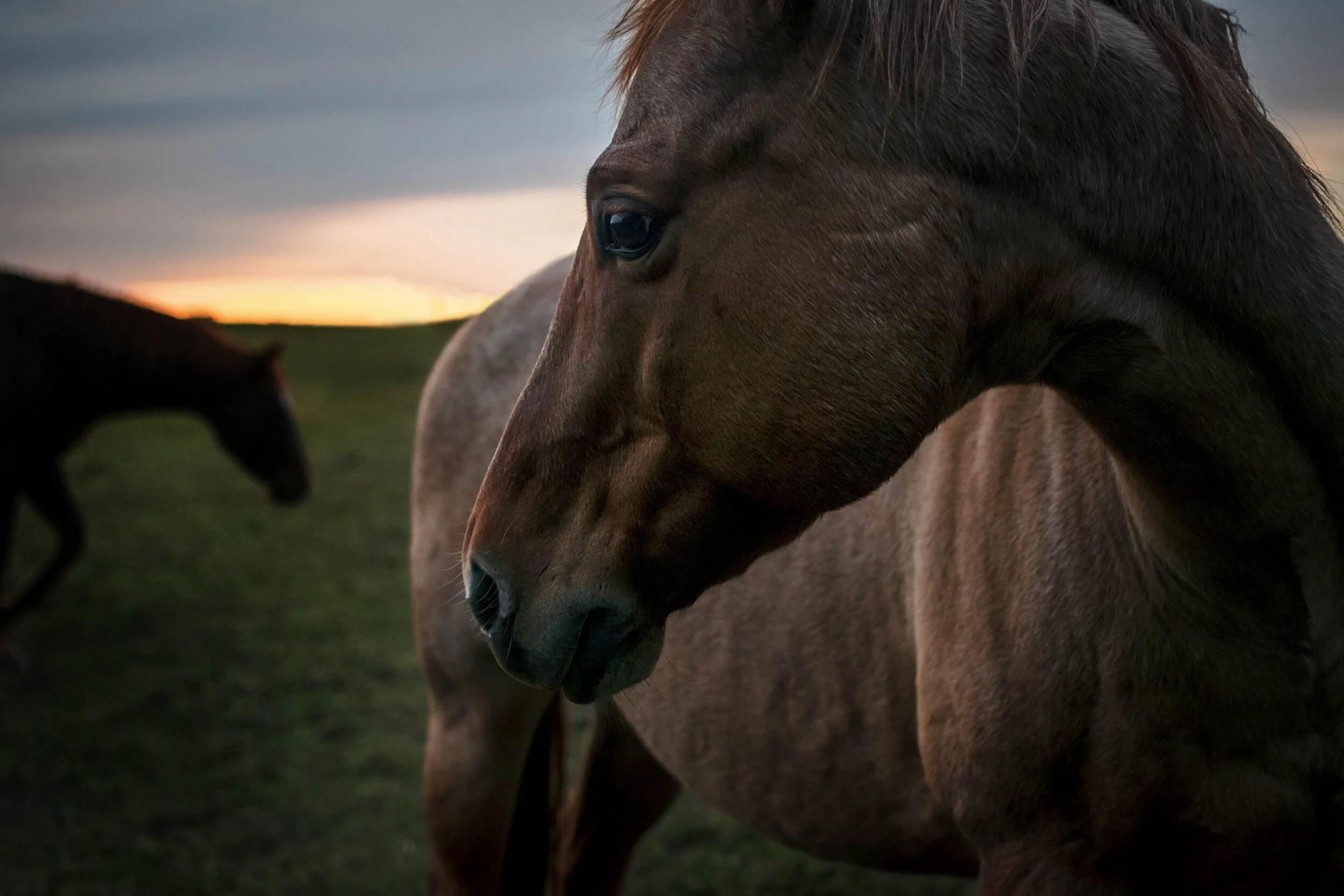 bonnieshorse.jpg