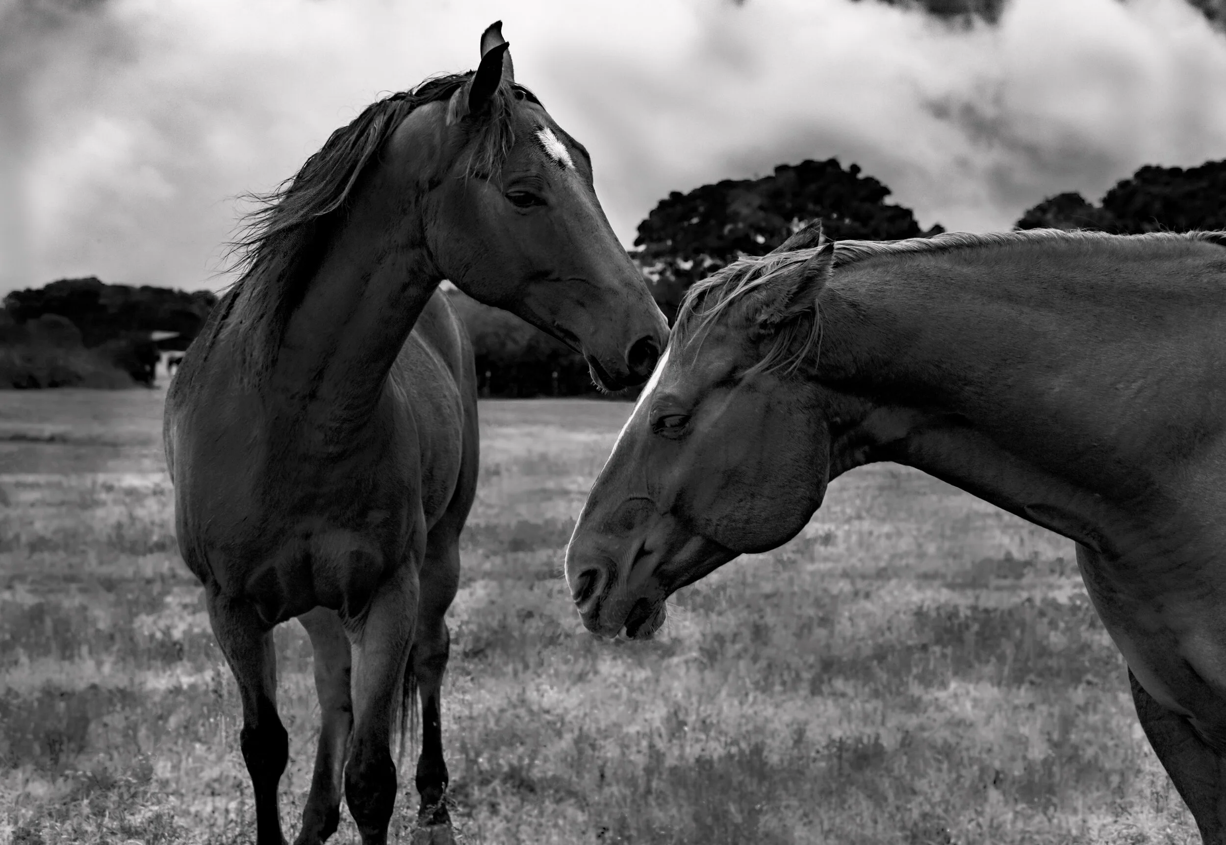 BlackandWhiteHorses.jpg