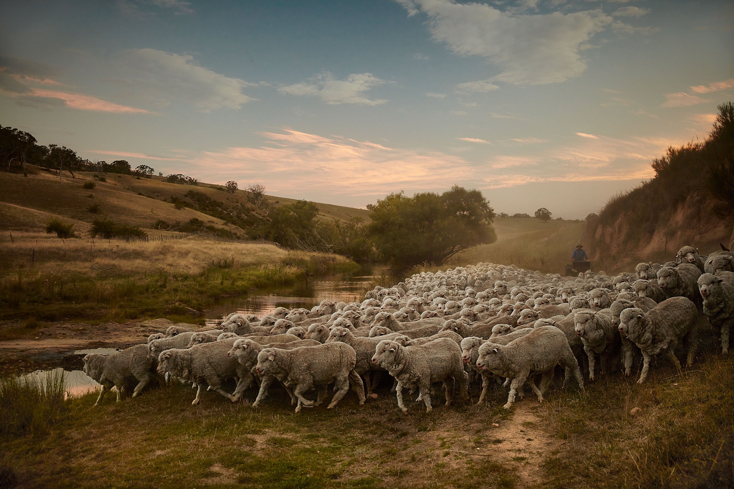 Flint-Sydney-Tom-Franks-Weekly Times-10.jpg