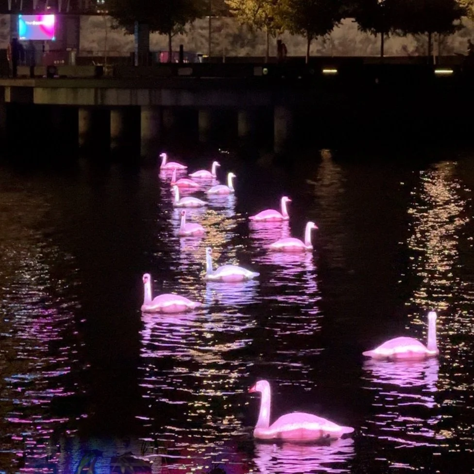 CYGNUS - VIVID SYDNEY - AUSTRALIA