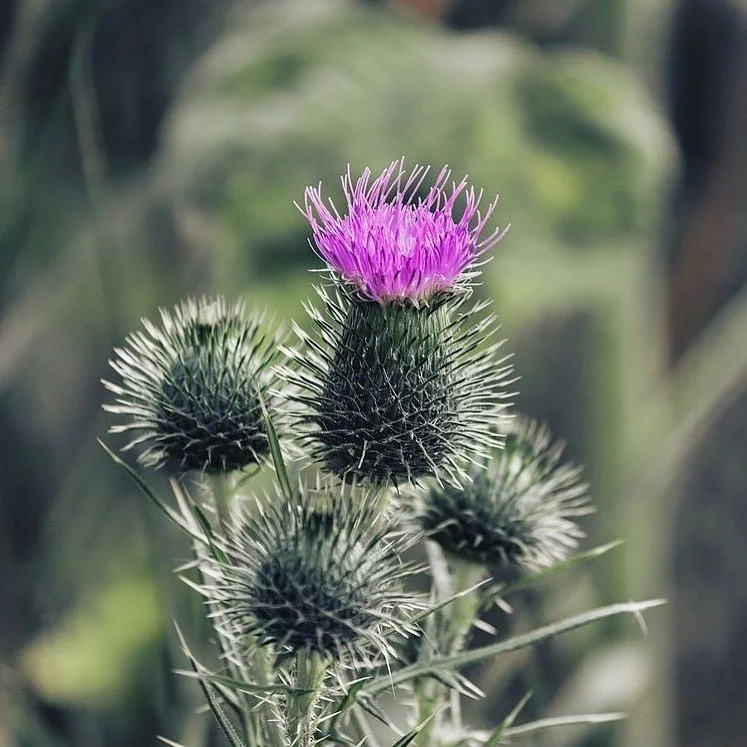 BENEFICIOS DEL CARDO MARIANO
(INGREDIENTE #ResActiv)
Propiedades medicinales del cardo mariano:
El cardo mariano es una planta medicinal utilizada desde la antigüedad (hace más de 2.000 años) para desintoxicar el organismo y regenerar el hígado