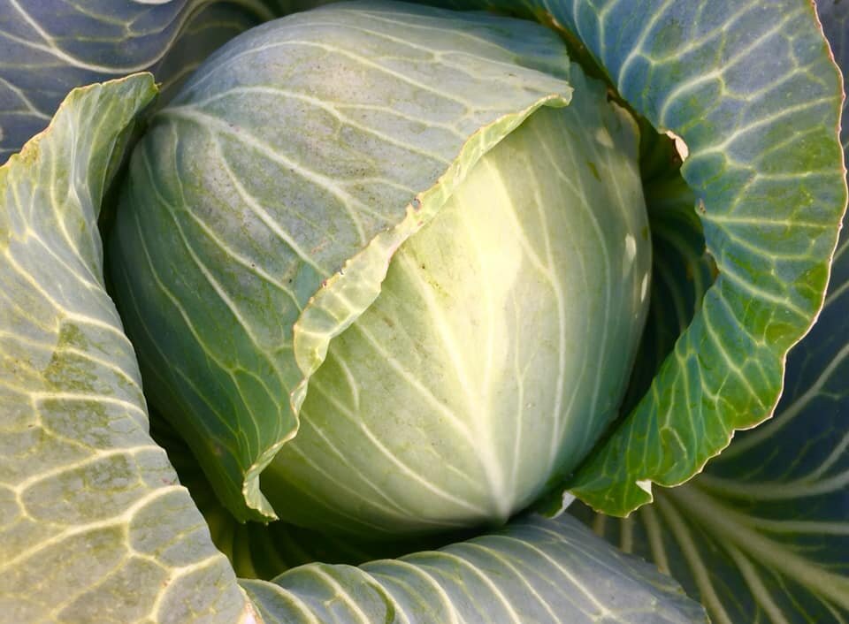 big cabbage.jpg