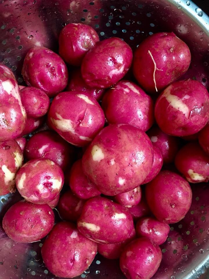 red potatoes.jpg