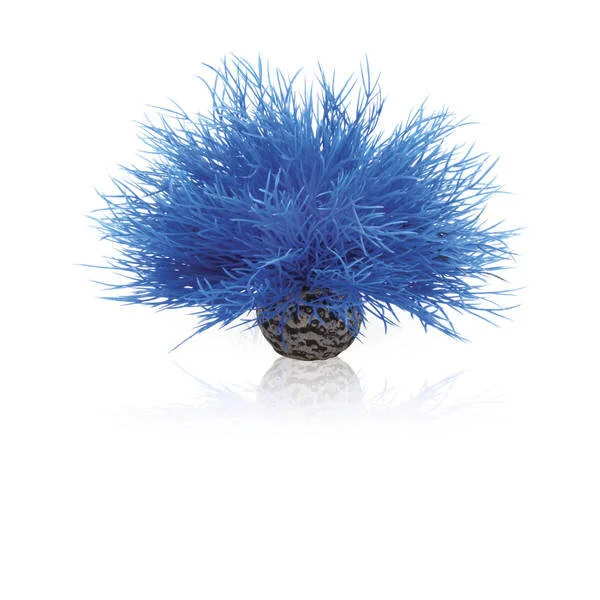 Aquatic sea lily blue.jpg