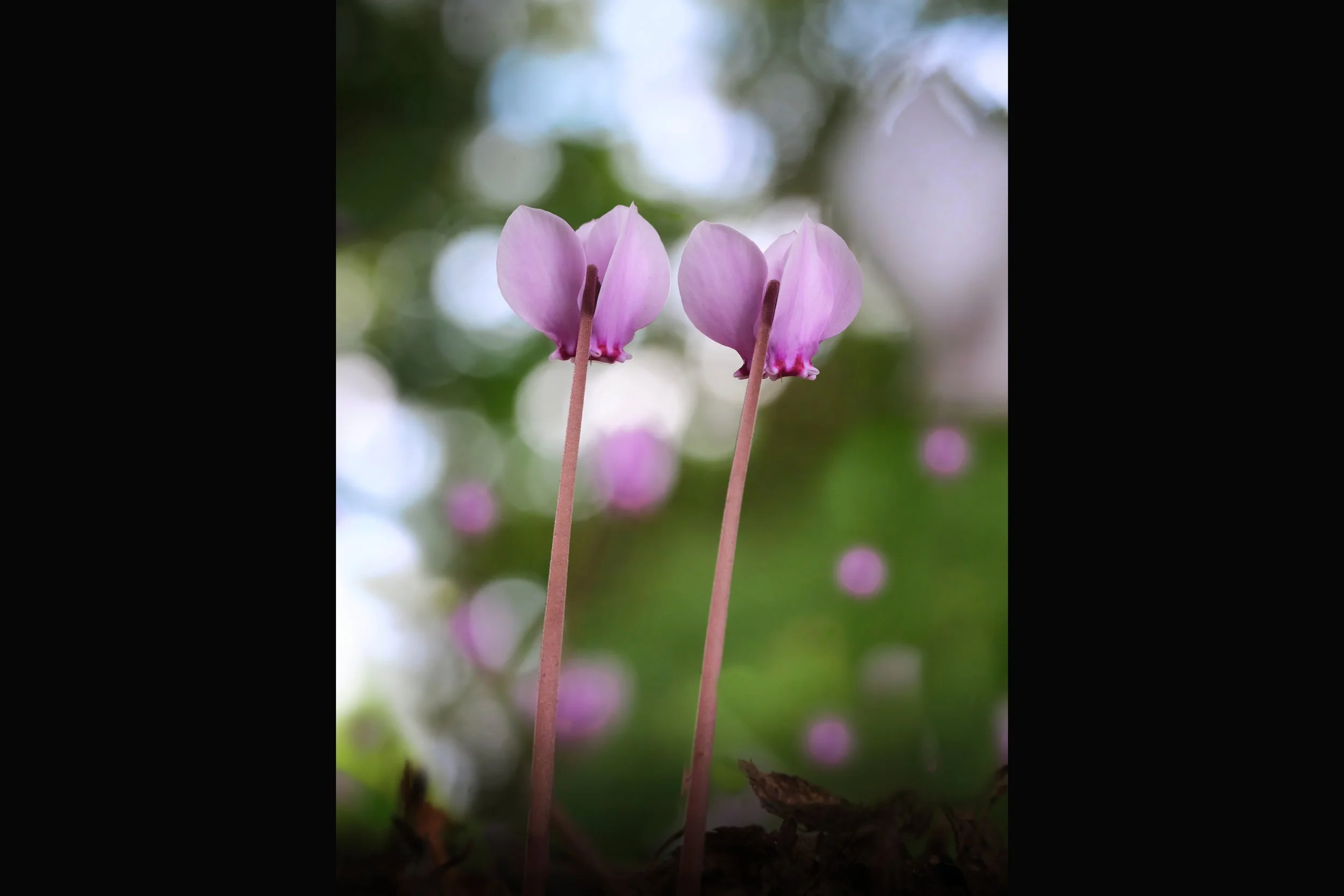 Cyclamen 3