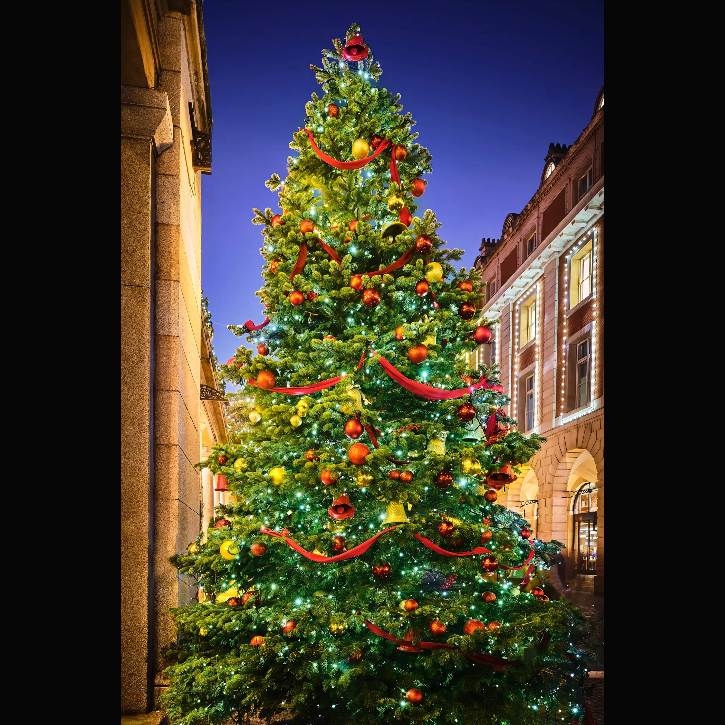 Christmas Tree in Covent Garden