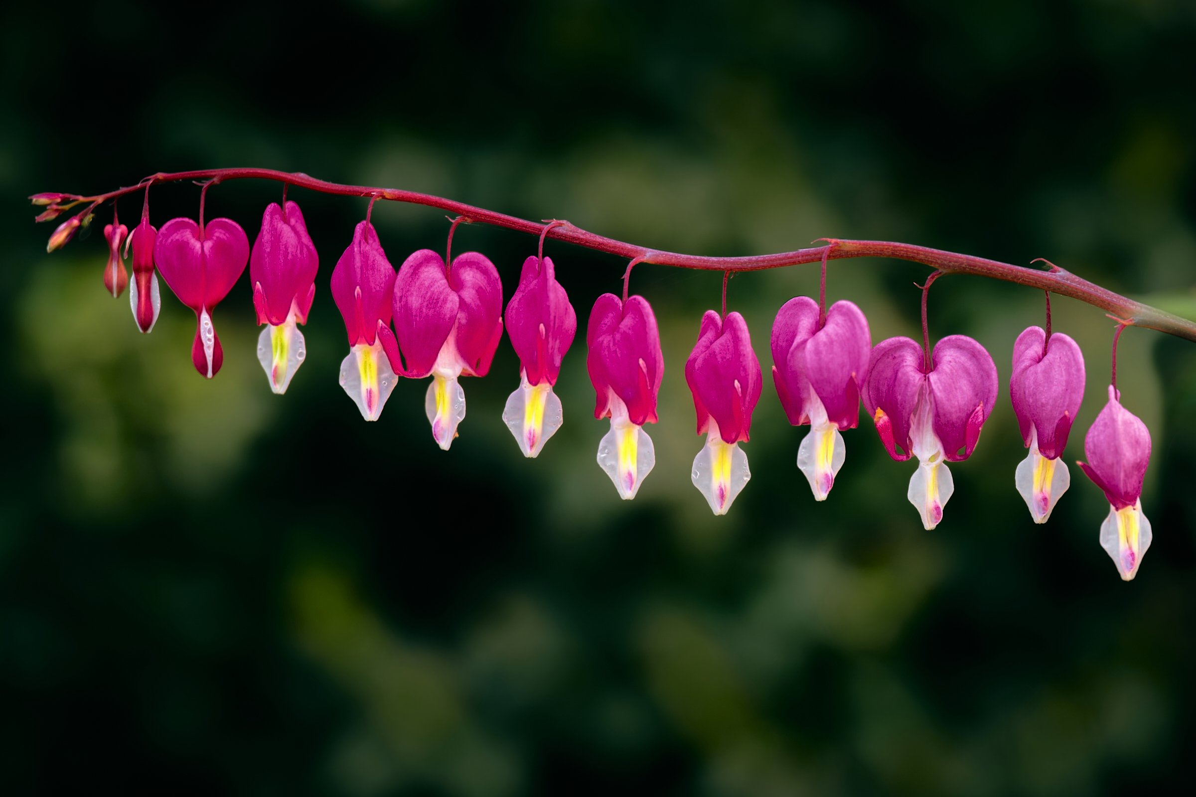 Bleeding Heart 2