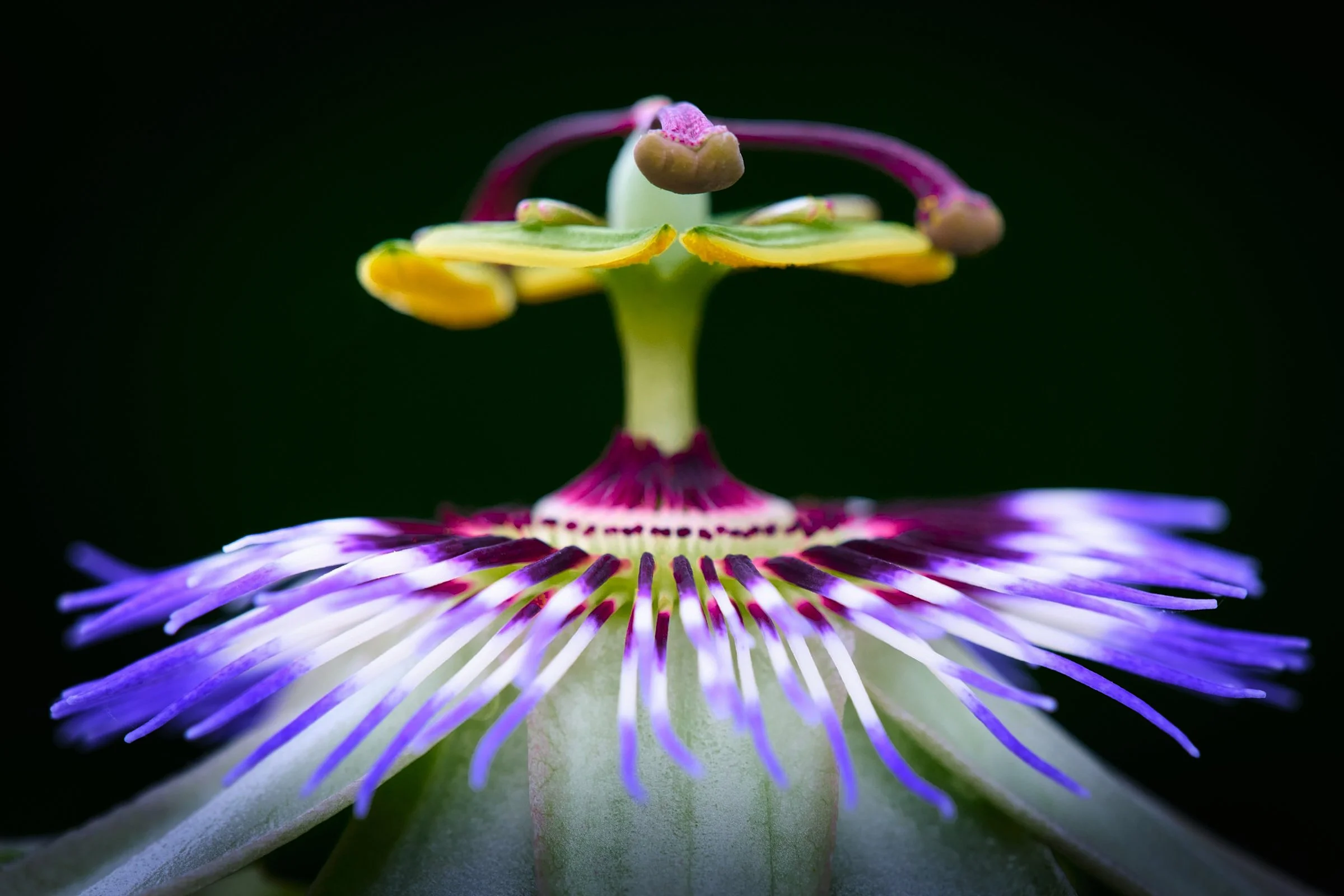 ALEX5165 1.jpg.p.jpg