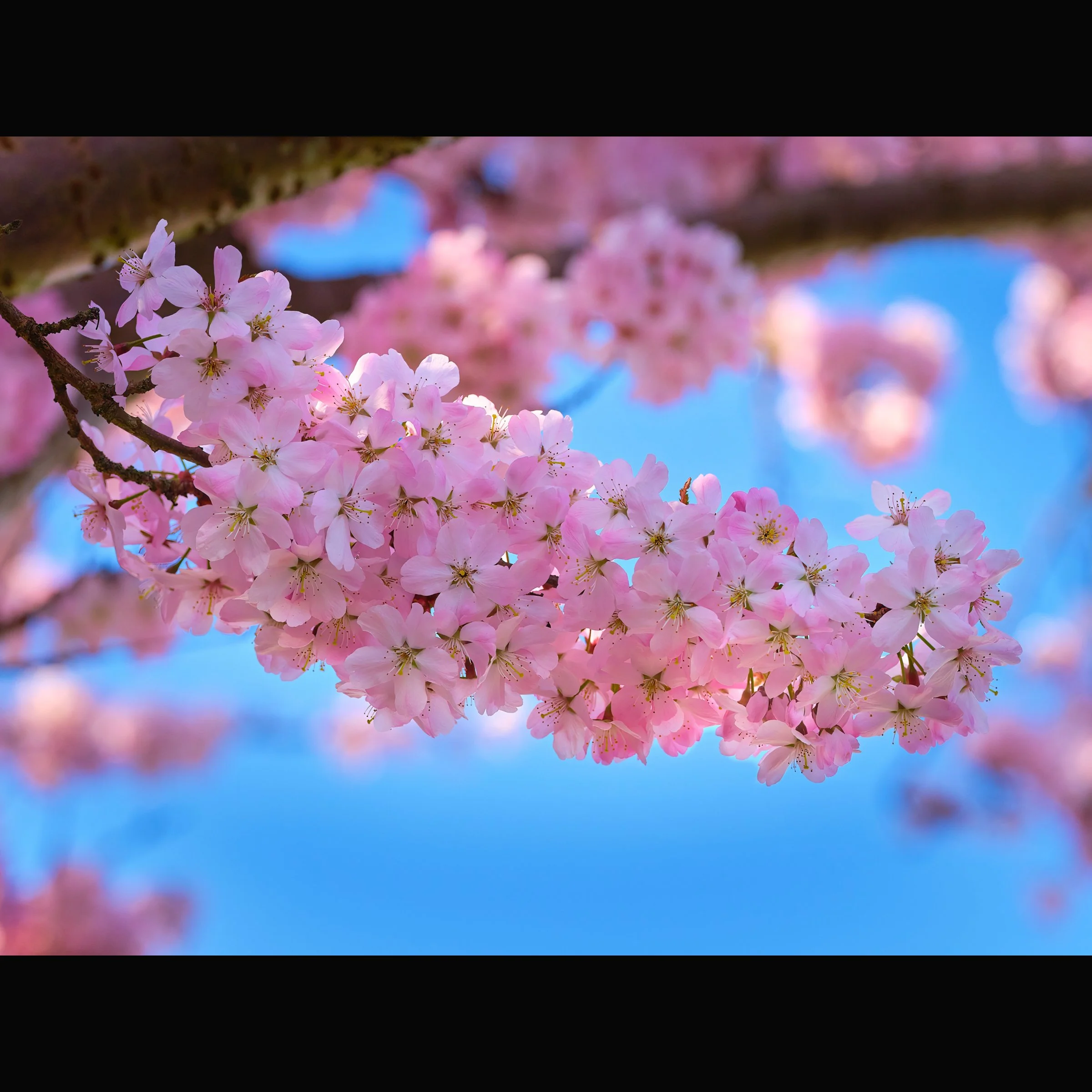Cherry Blossom 3