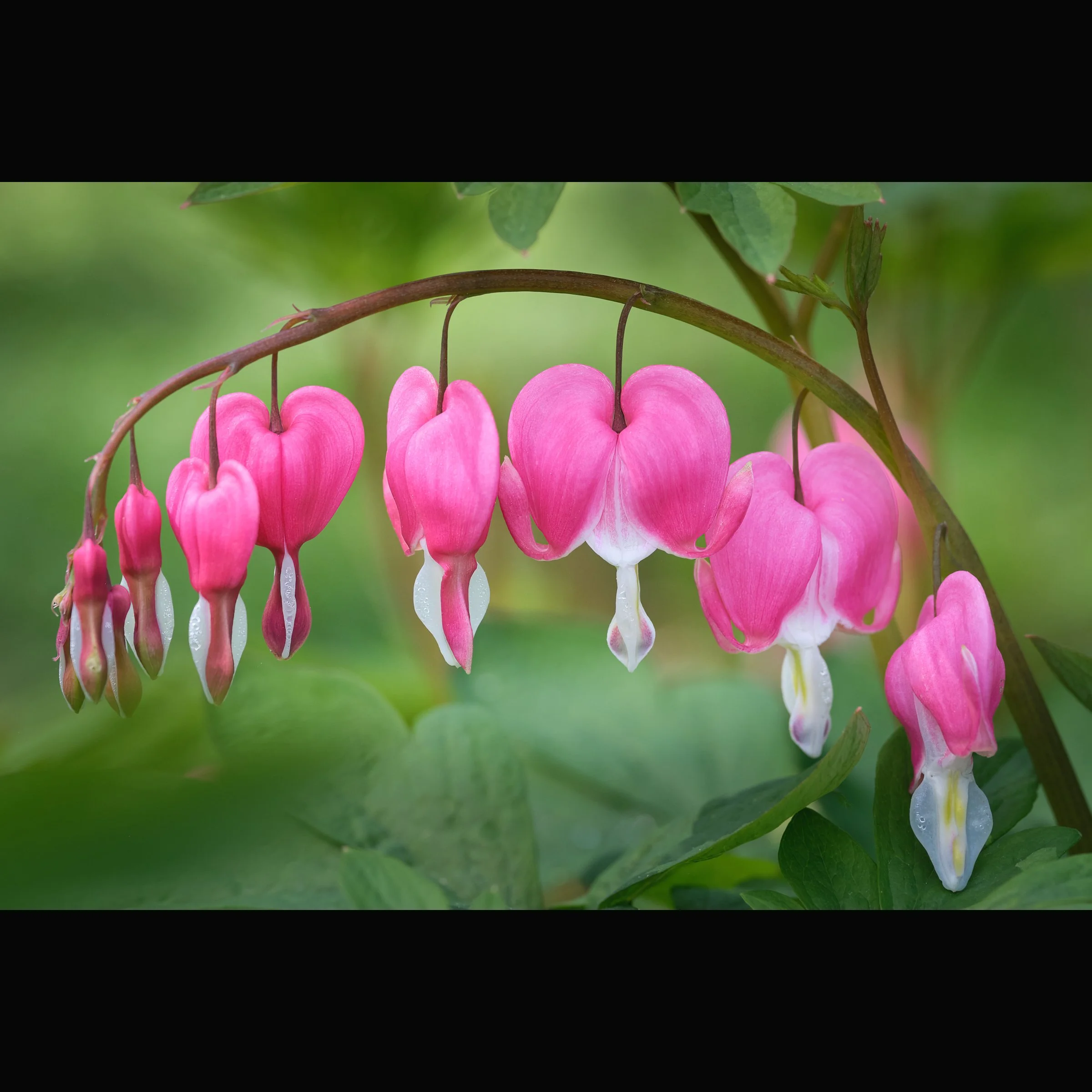 Bleeding Heart 4