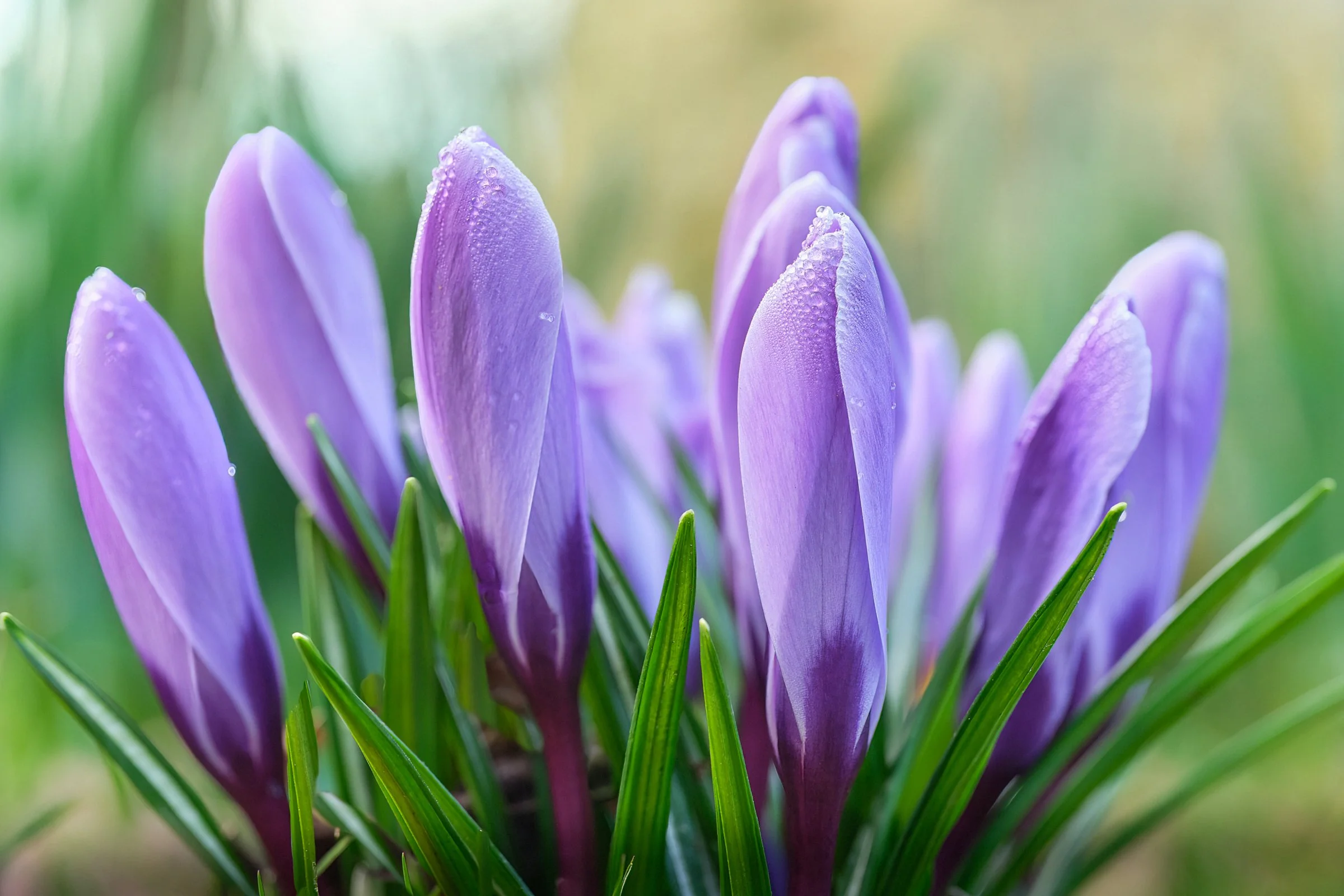 Crocus 4