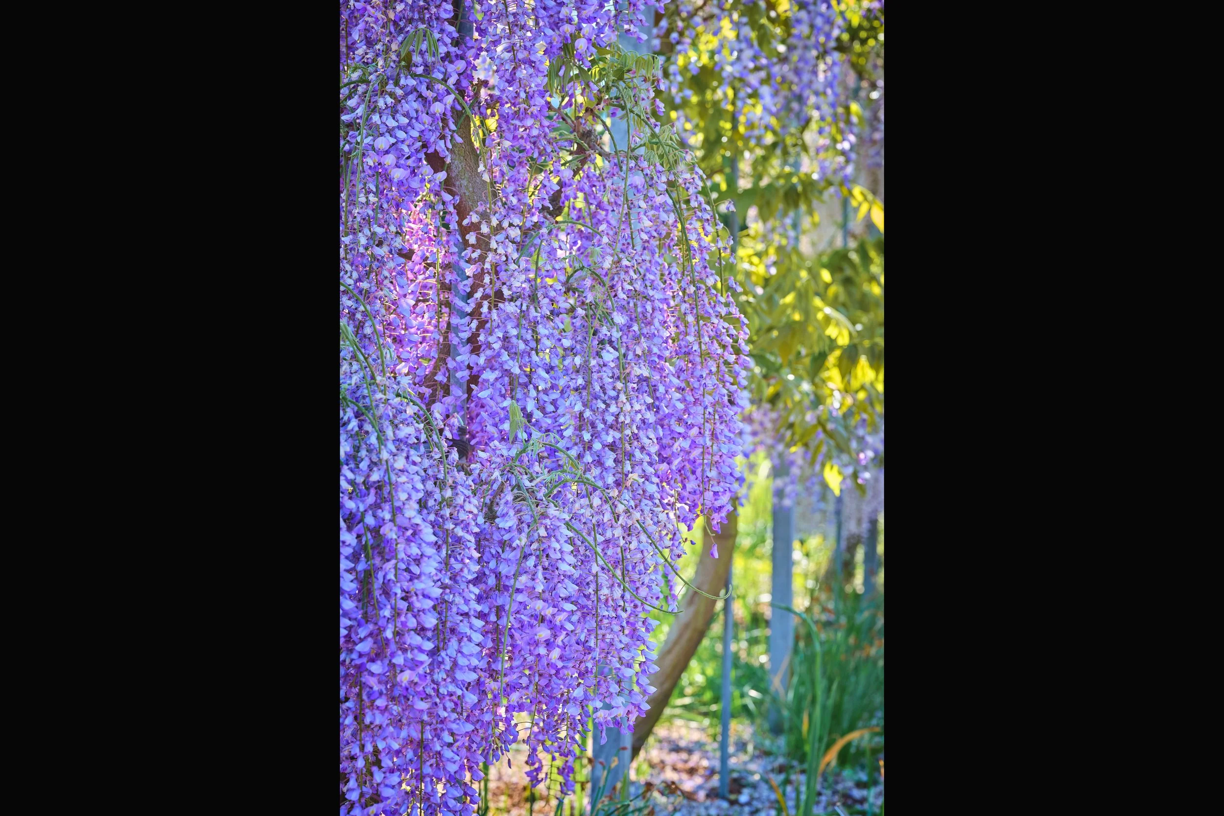 Wisteria 4