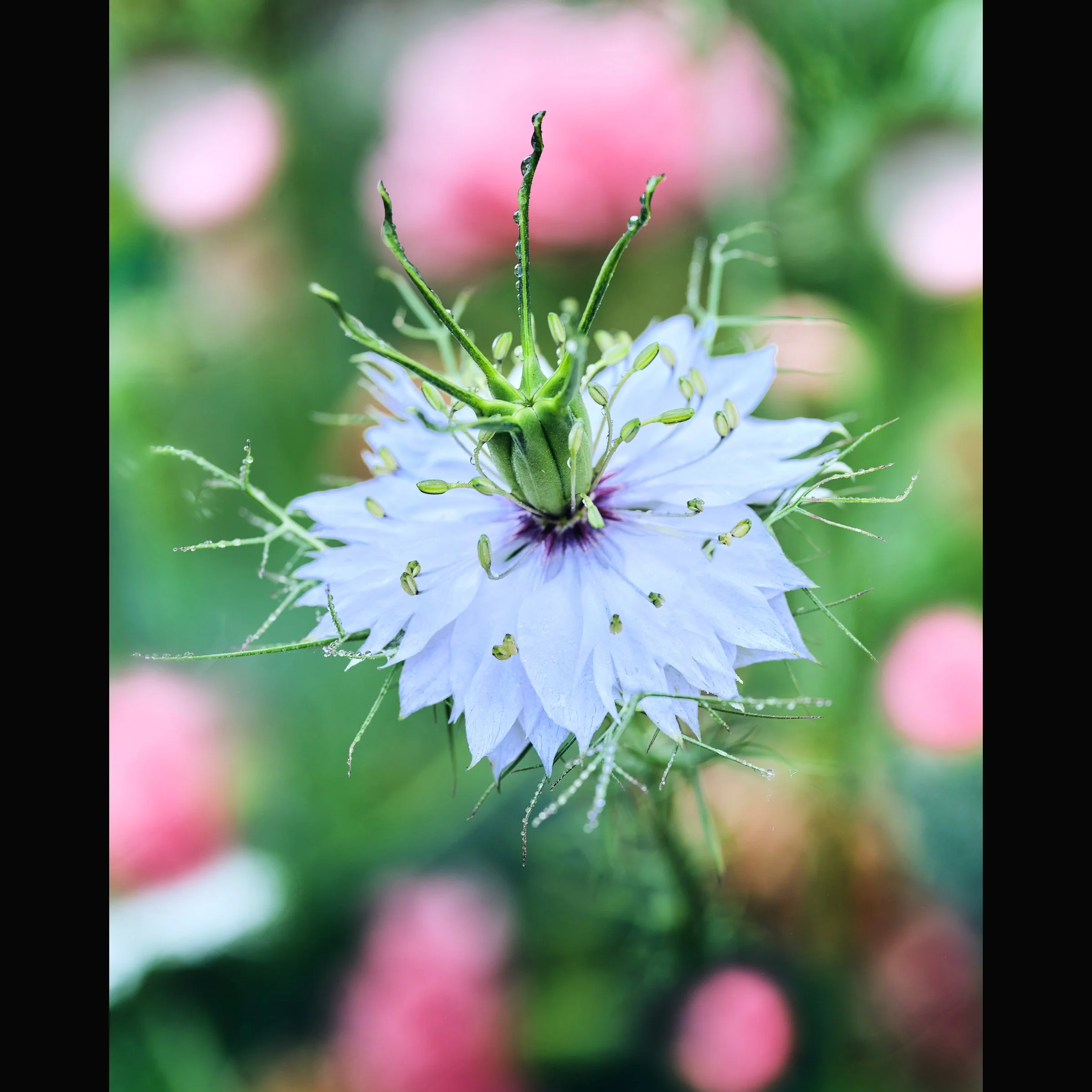 Love in a Mist 5