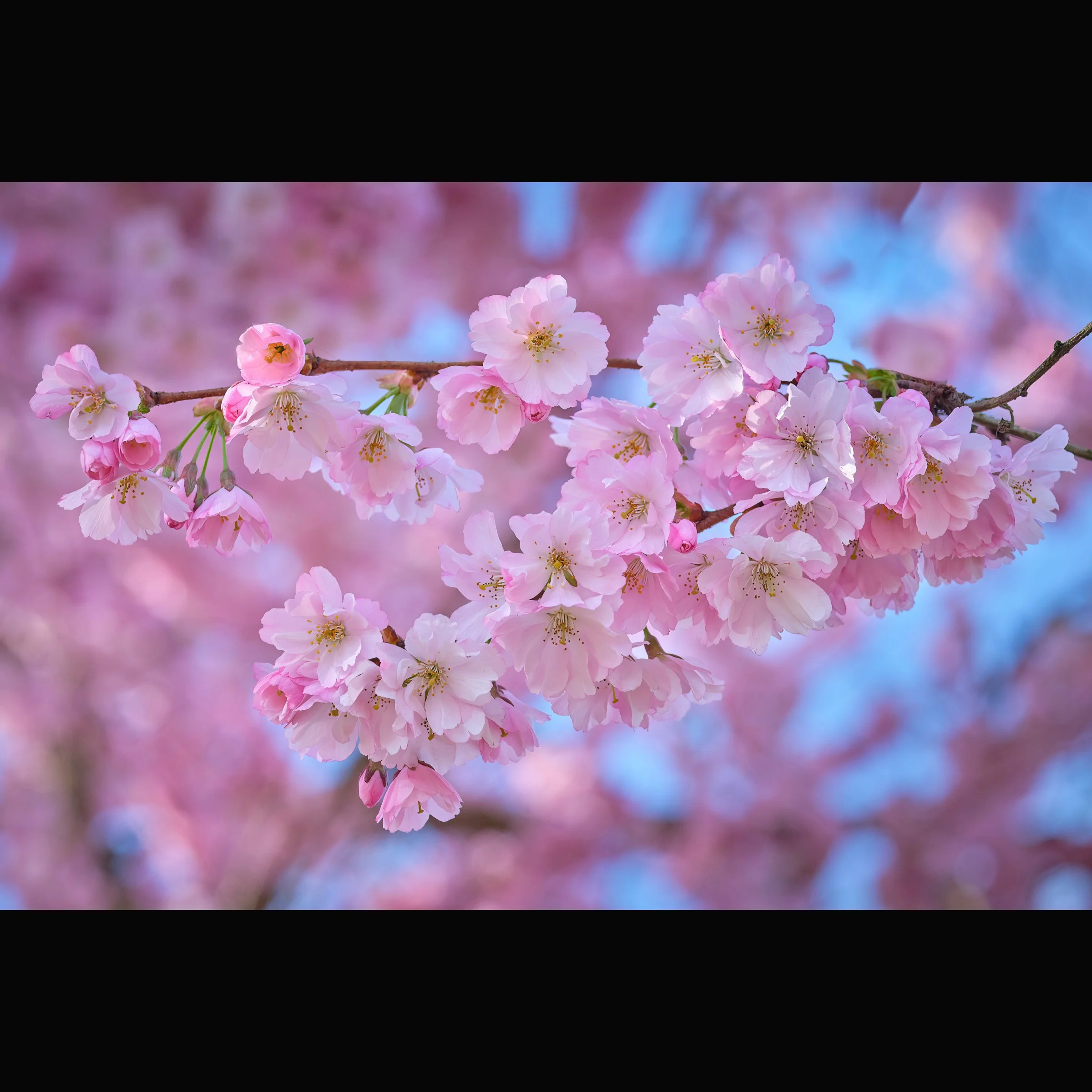 Cherry Blossom 4