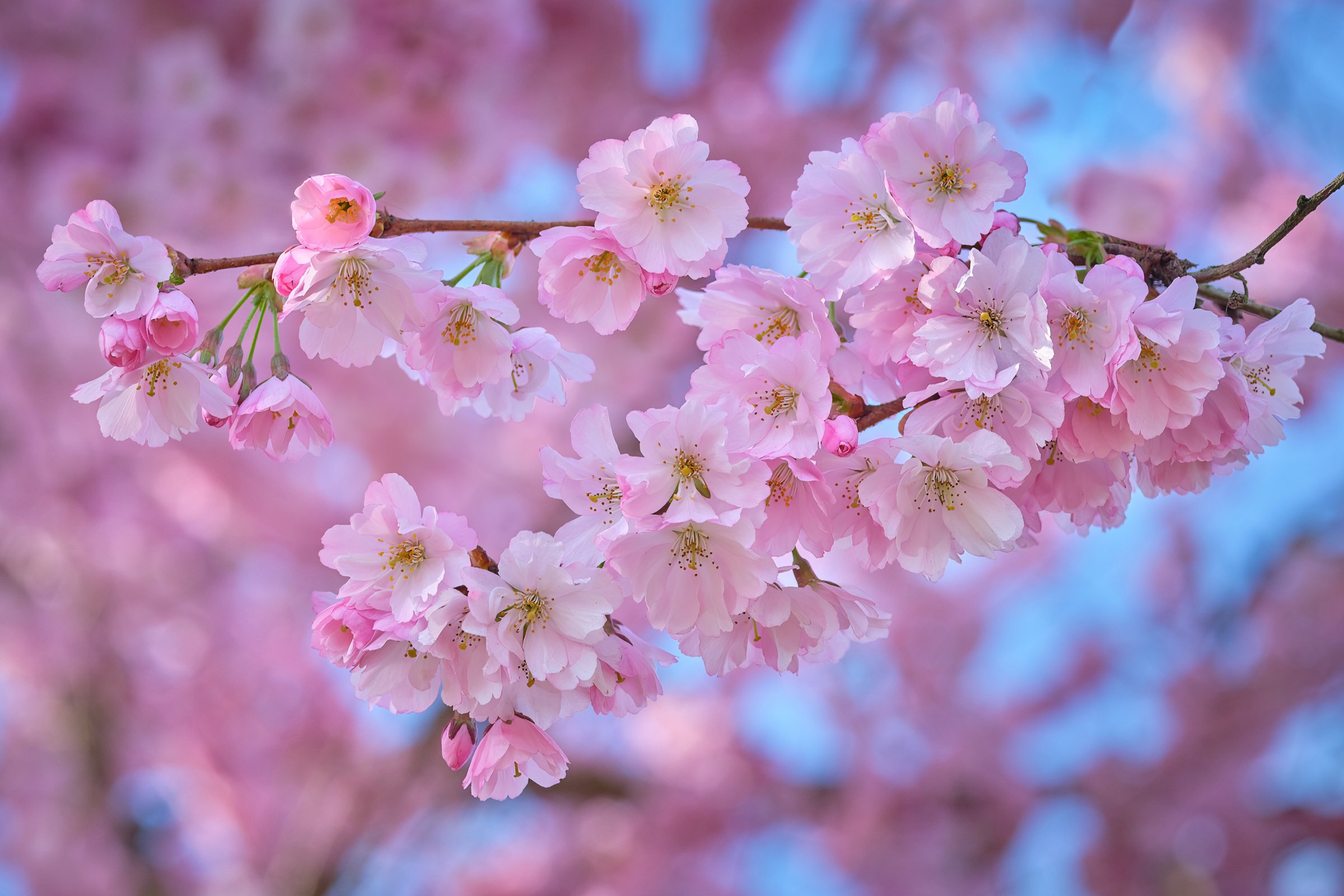 Cherry Blossom 4