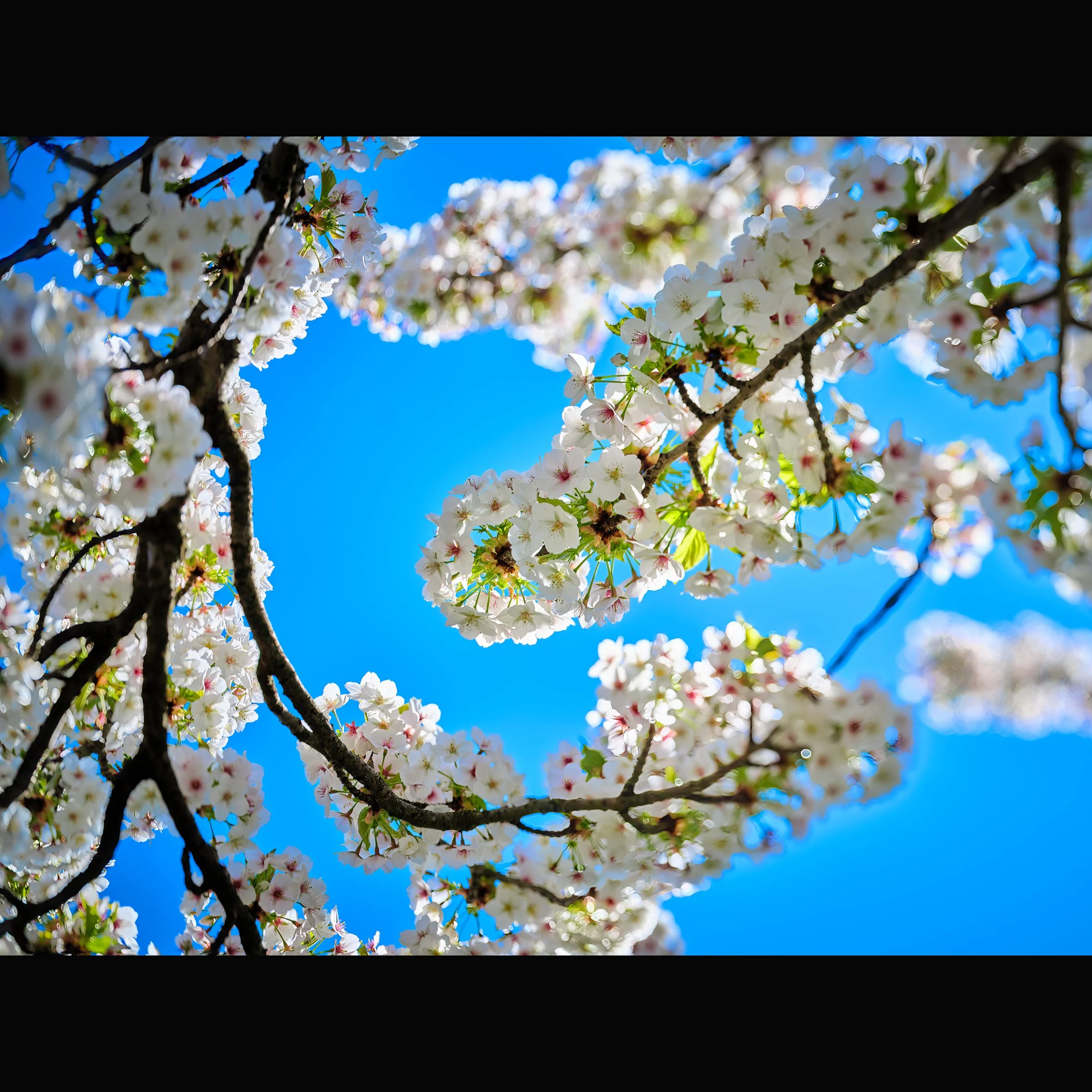 1232405-SharpenAI-Standard copy.tif.p.jpg