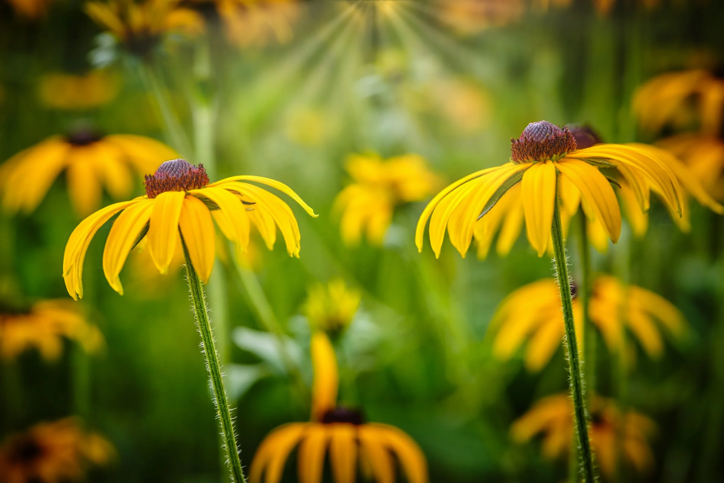 496b copy.jpeg.p.jpg