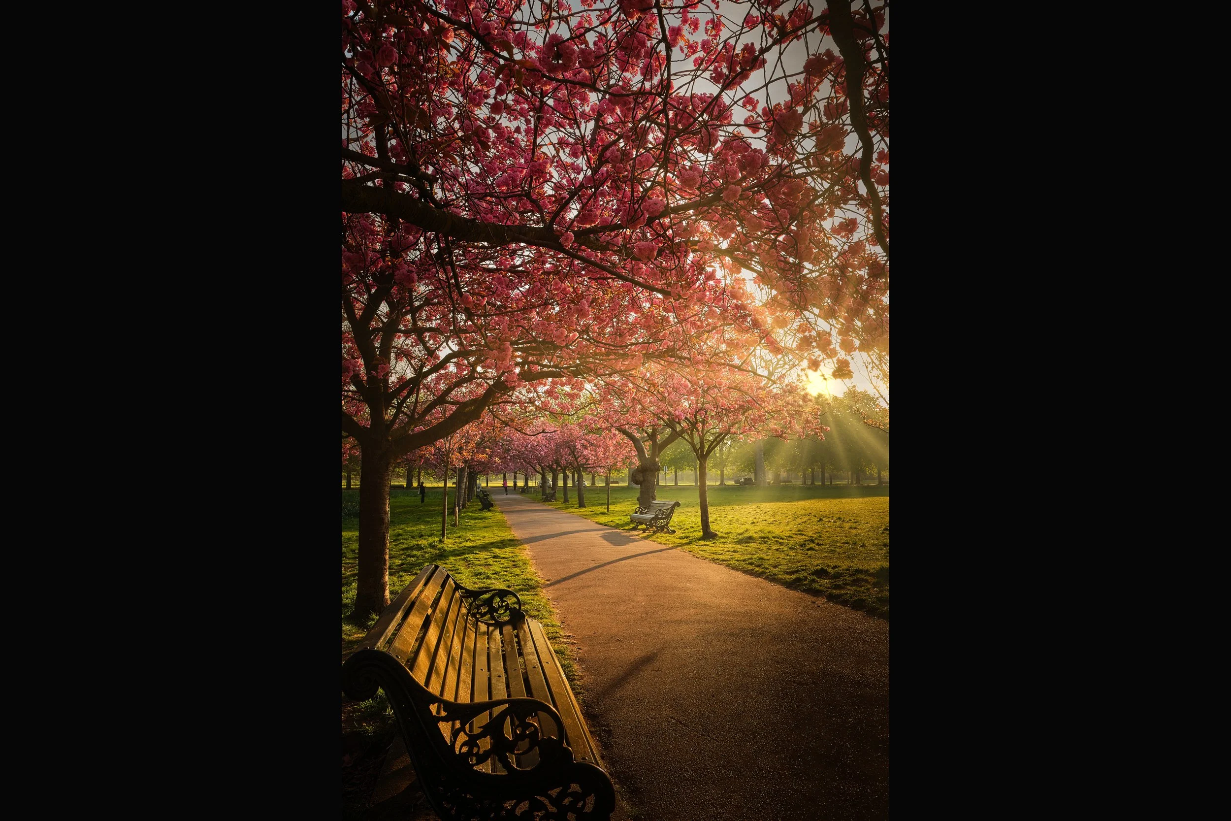 The Greenwich with Cherry Blossom