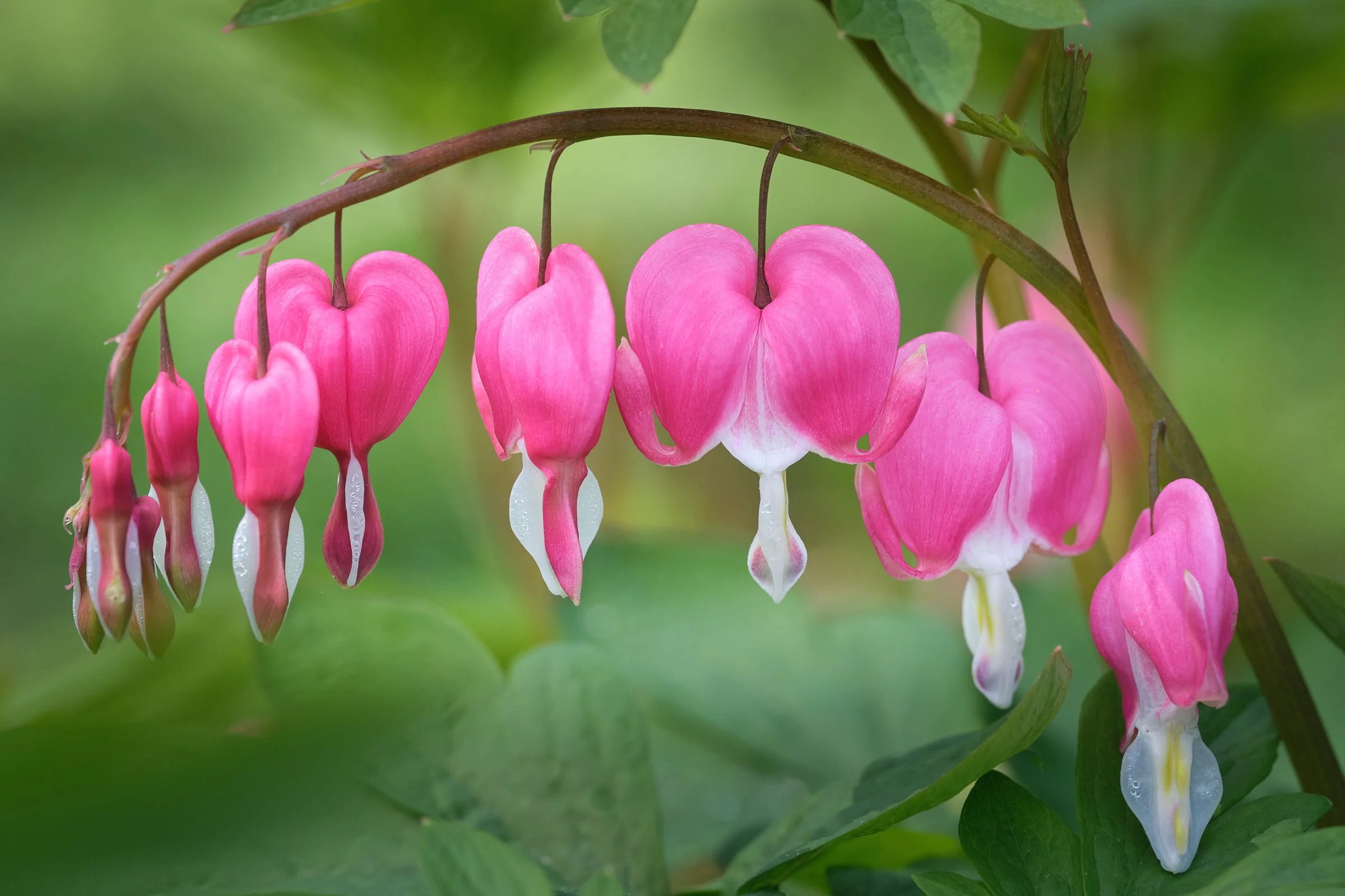 Bleeding Heart 4