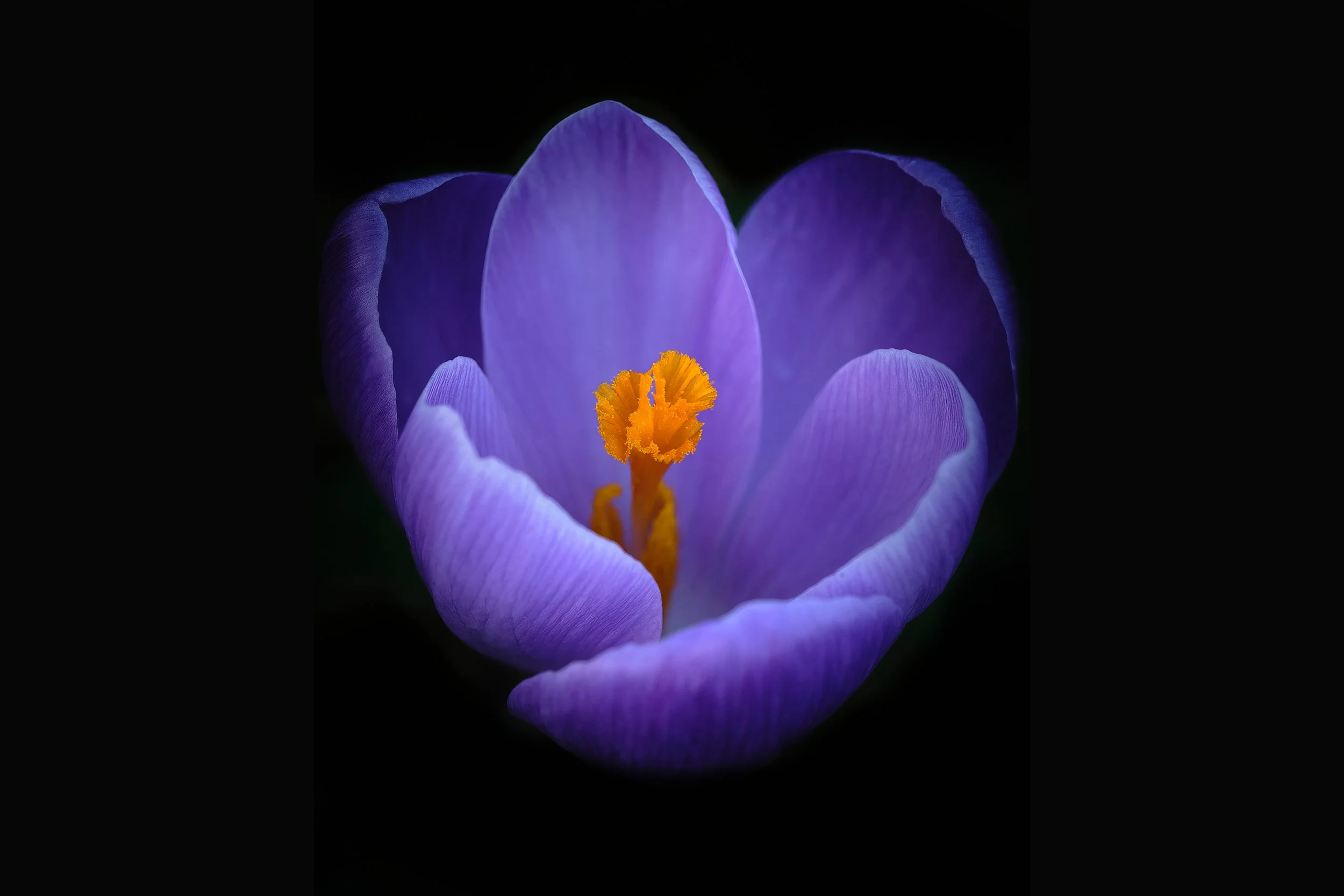 Crocus 5