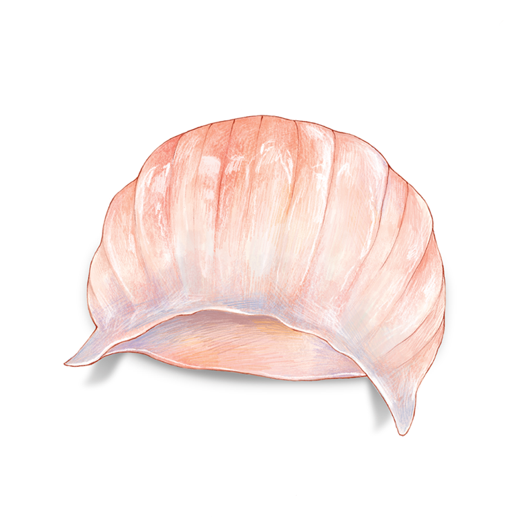 shrimp-dumpling.png