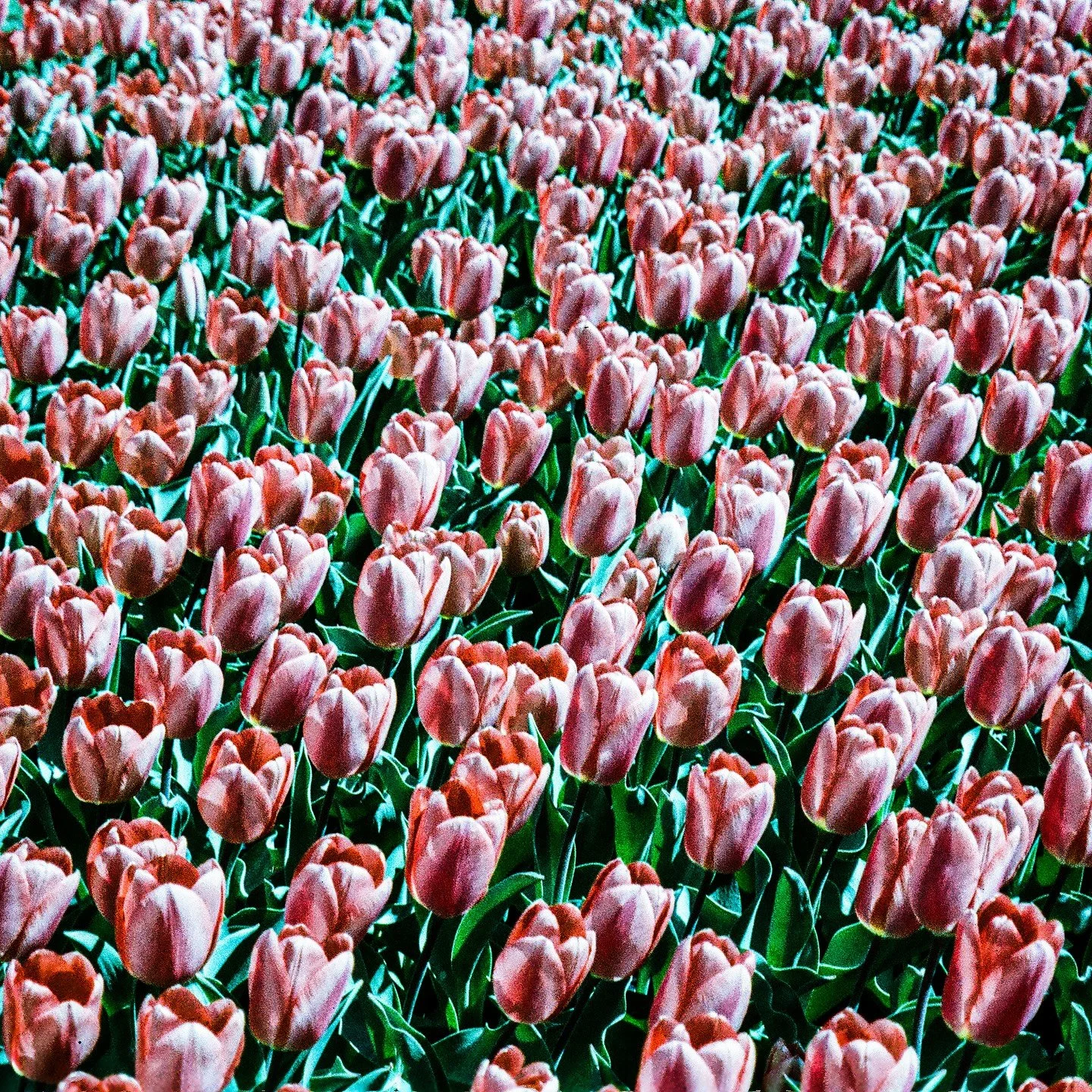 Tulip Time, an instrumental EP, available NOW on @bandcamp 🌷

#hiphop #lofi #lofihiphop #lofibeats #hiphopmusic #hiphopartist #hiphopbeats #producer #hiphopculture #hiphophead #hiphopbeats #rap #rapmusic #rapartist #rapproducer #independentartist #h