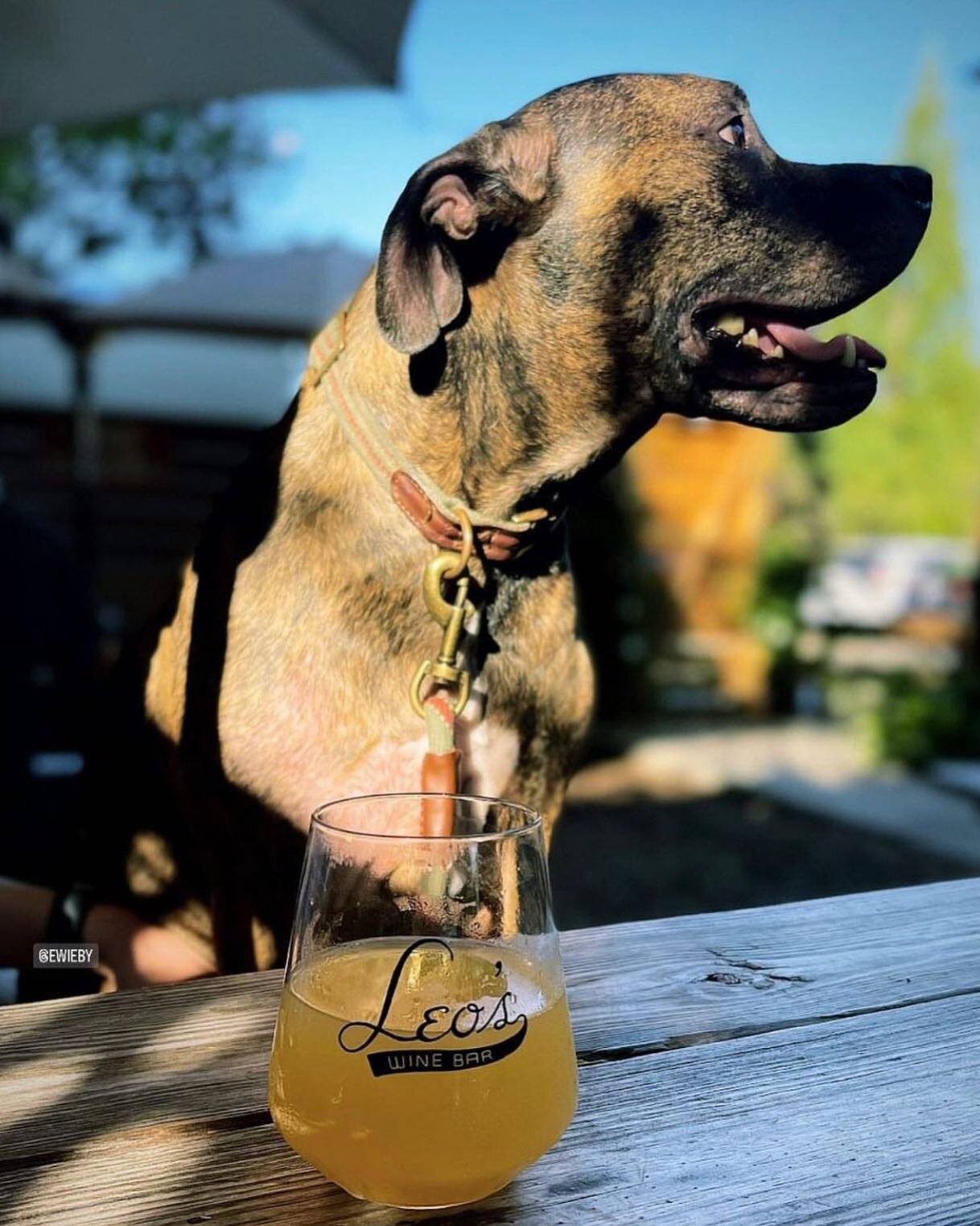 This cutie is here to remind you we&rsquo;re back at it at noon today! Come brunch/lunch with us!🌞
 📸: @lovenwieber