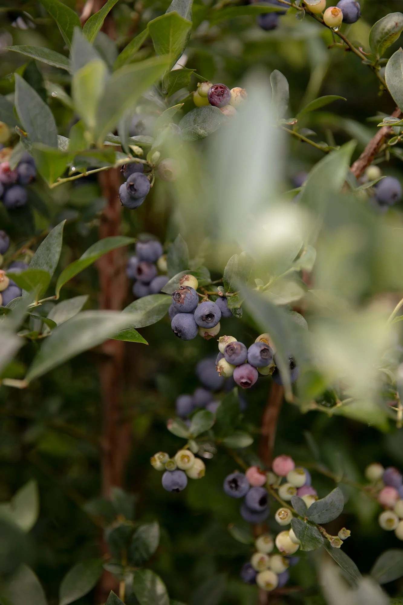 Frozen Blueberries
