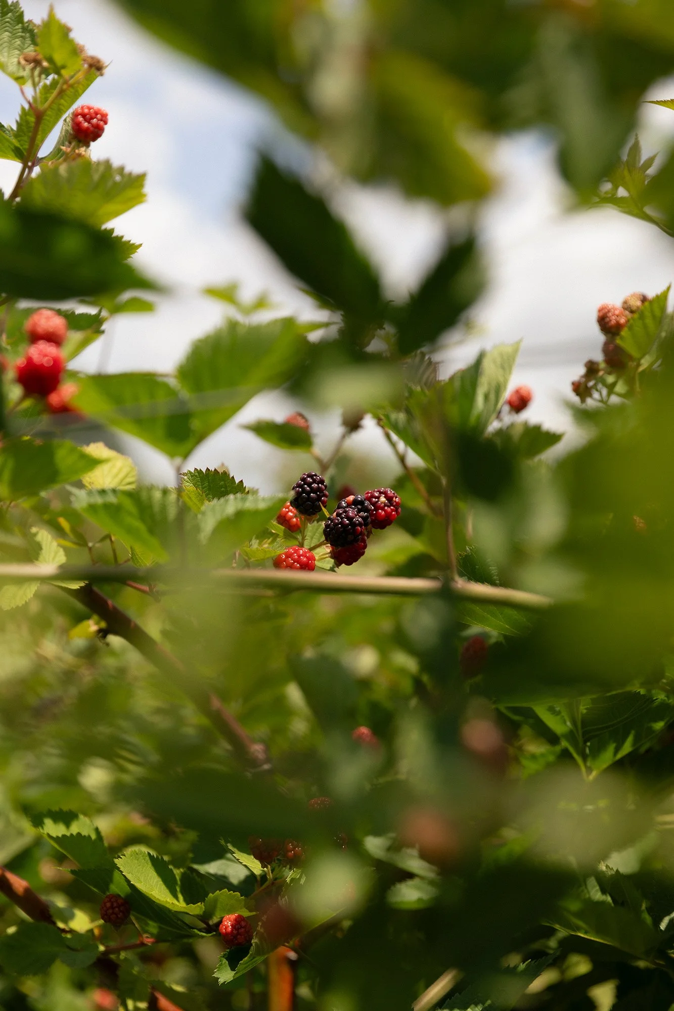Wild Blackberry Jam