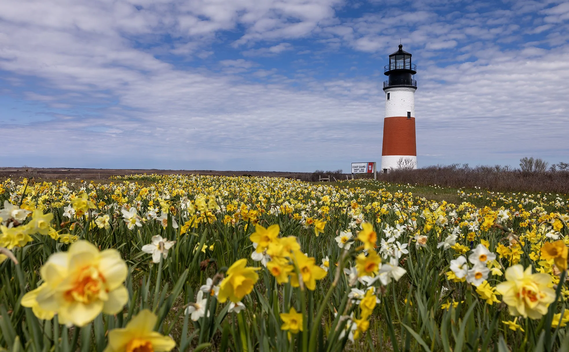 Nantucket in bloom