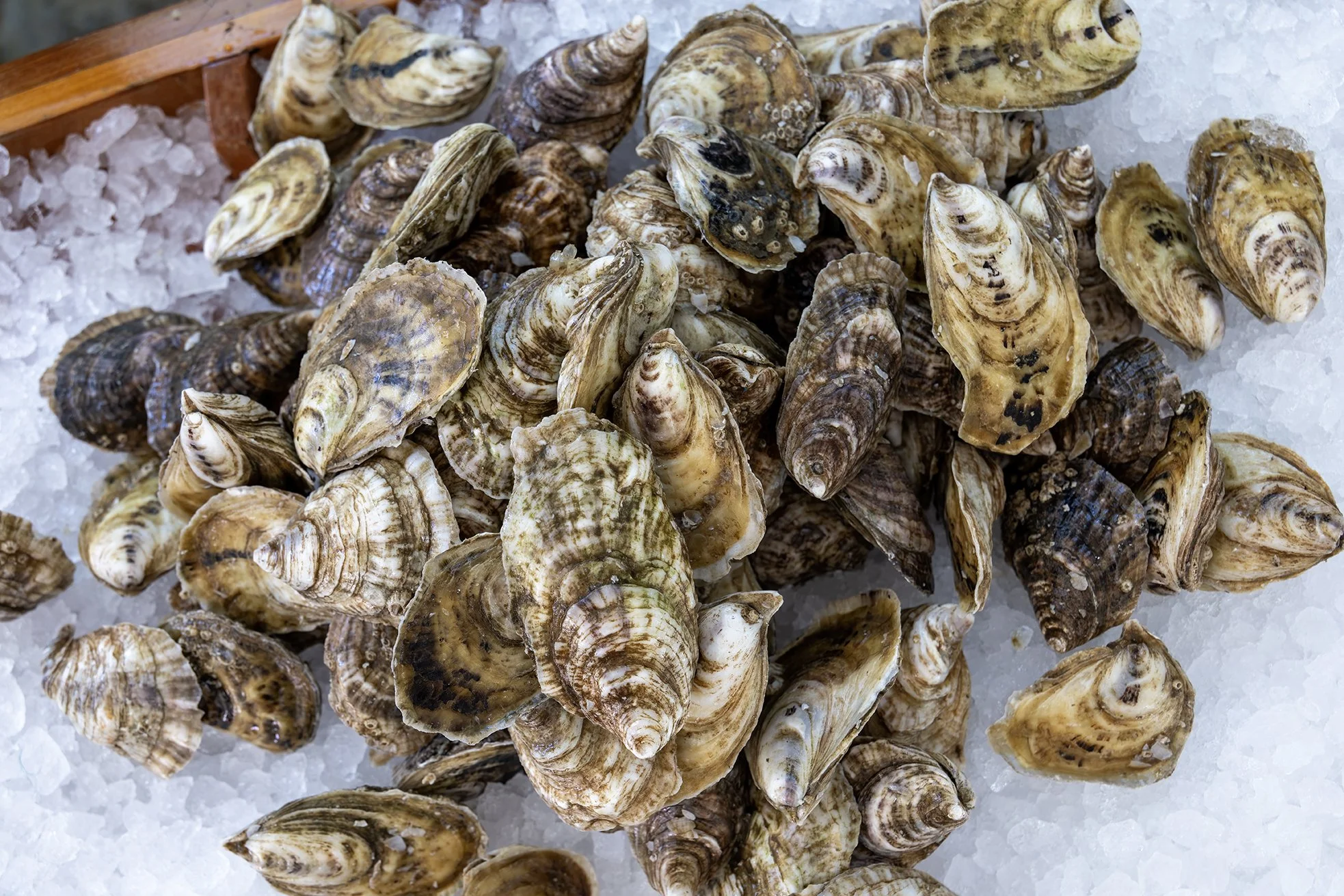 Oysterfest 26