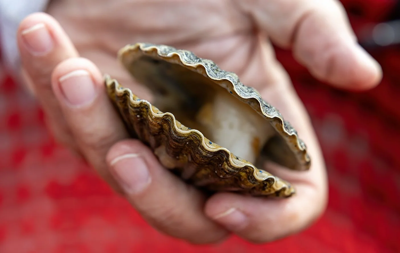 Scalloping season returns