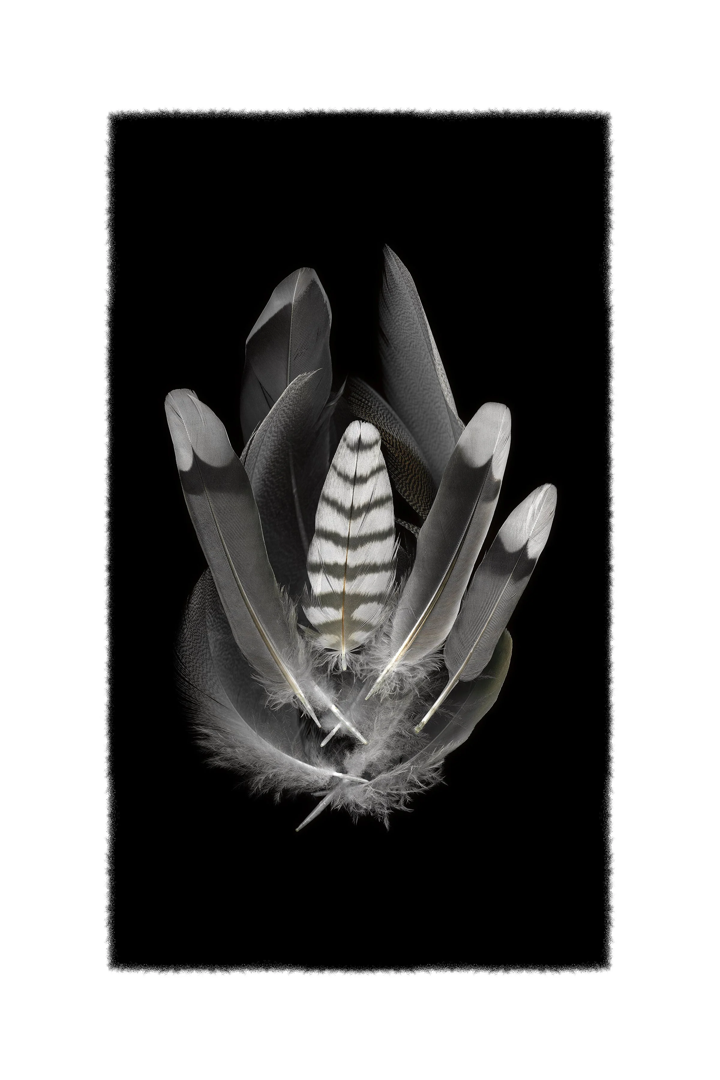 feathers_02_web.jpeg