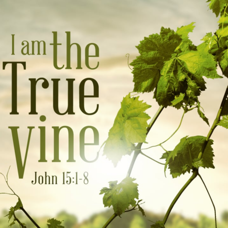 I Am the Vine