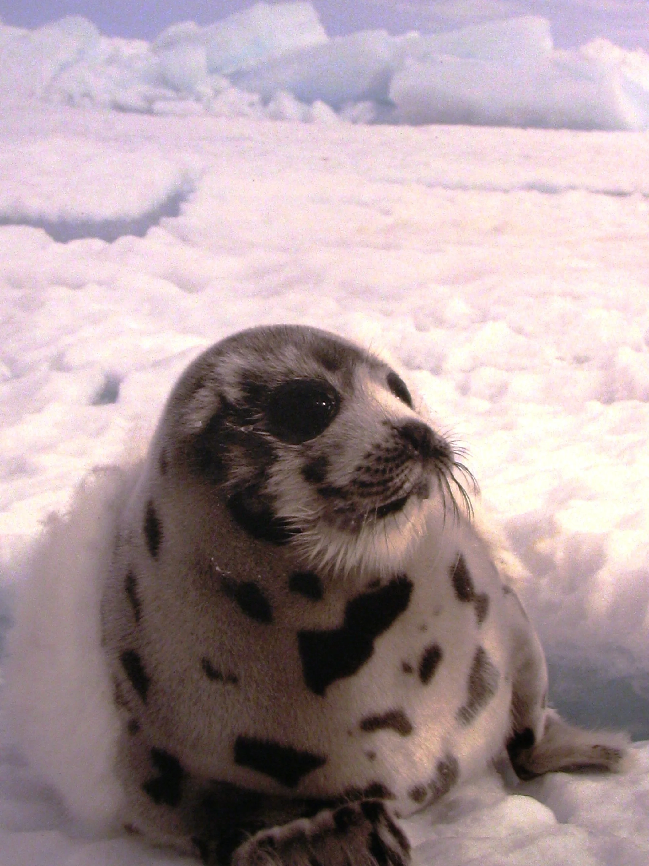 Sealed with a kiss: Nigel Barker, Kelly Rutherford stand up to end the Canadian seal hunt