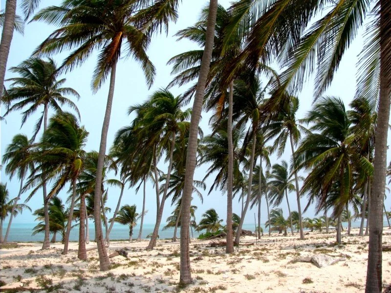 The Lunch Belle's unBELIZEable guide to Ambergris Caye