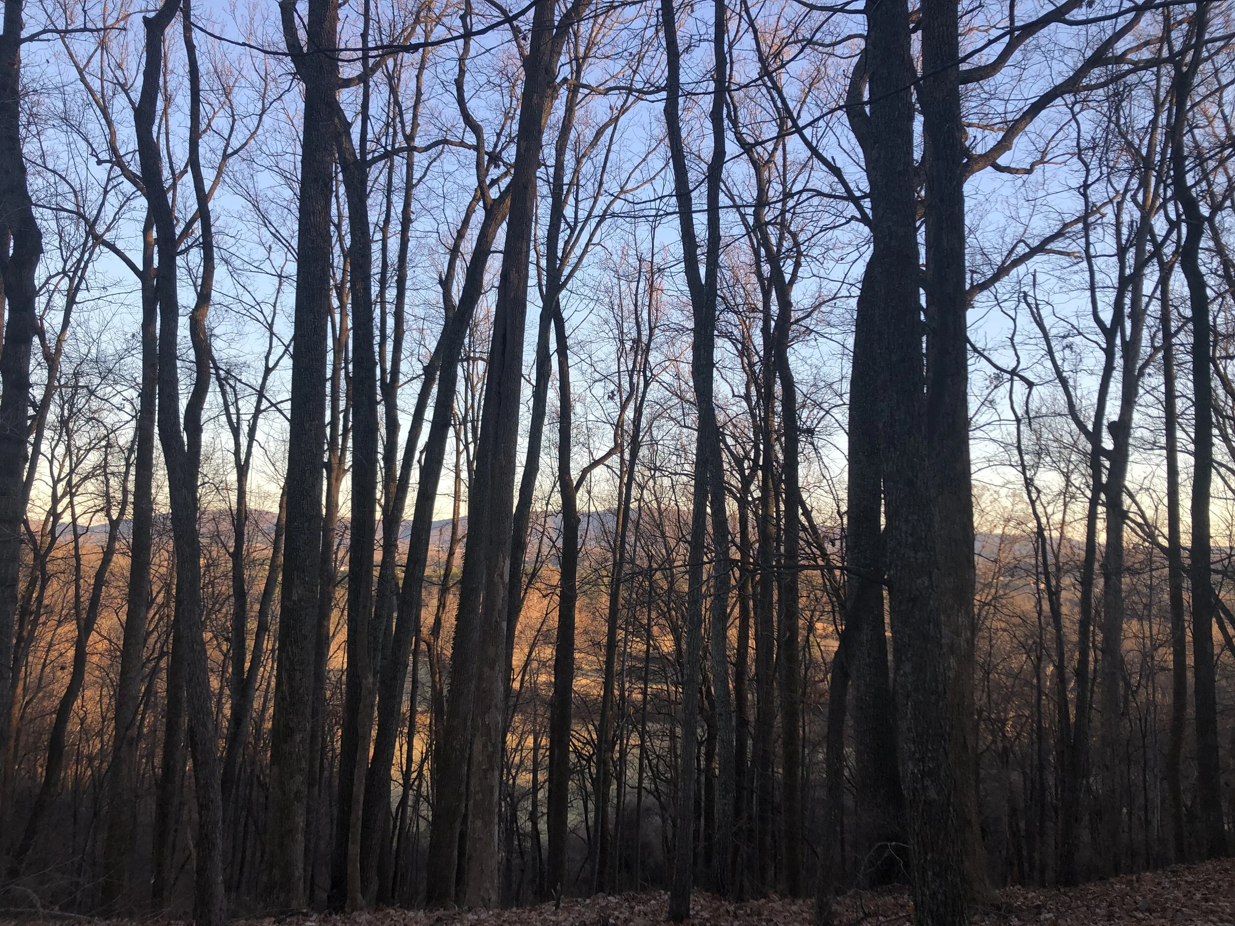 Worship in the Woods