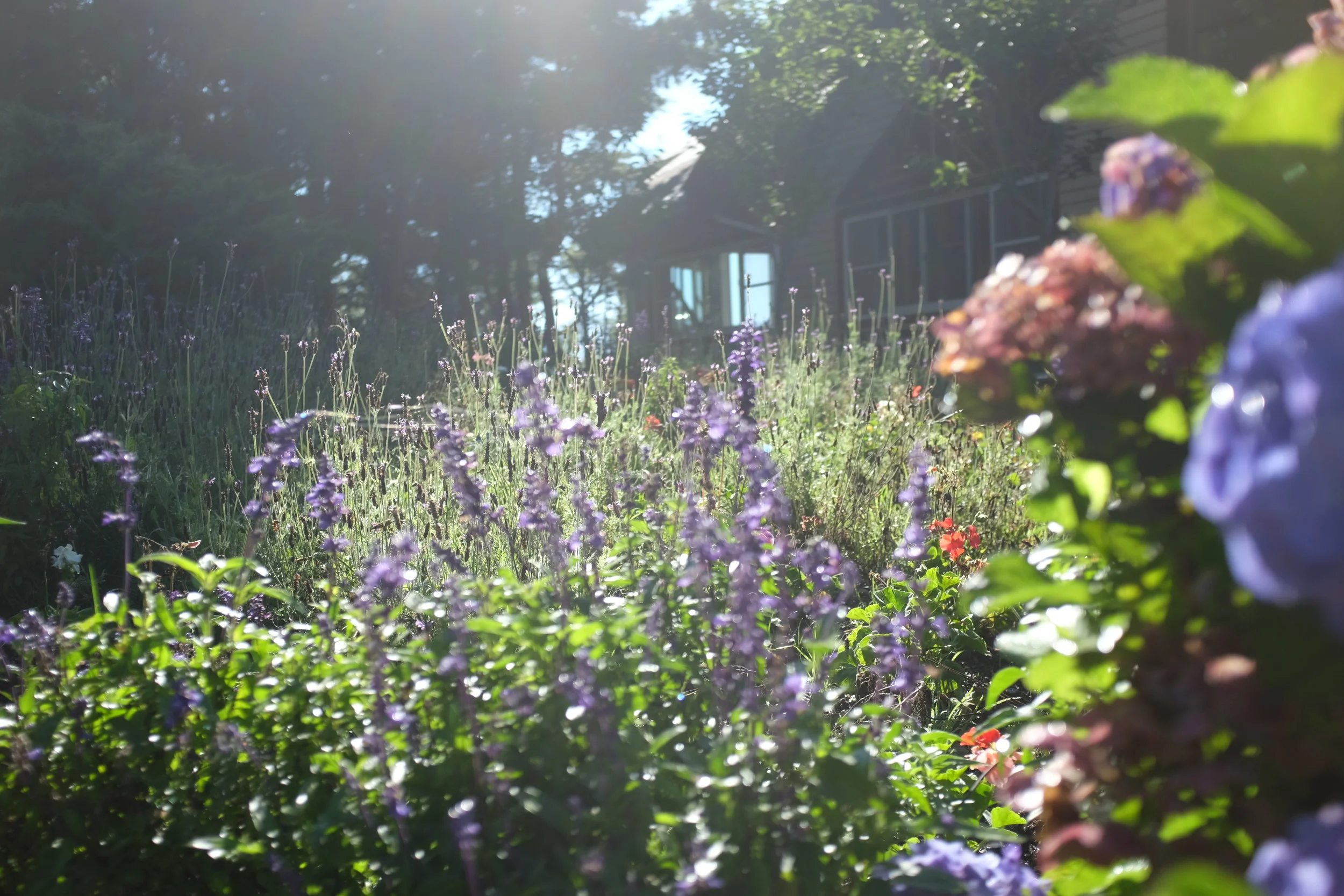 Cultivating Presence (Virtual) Retreat