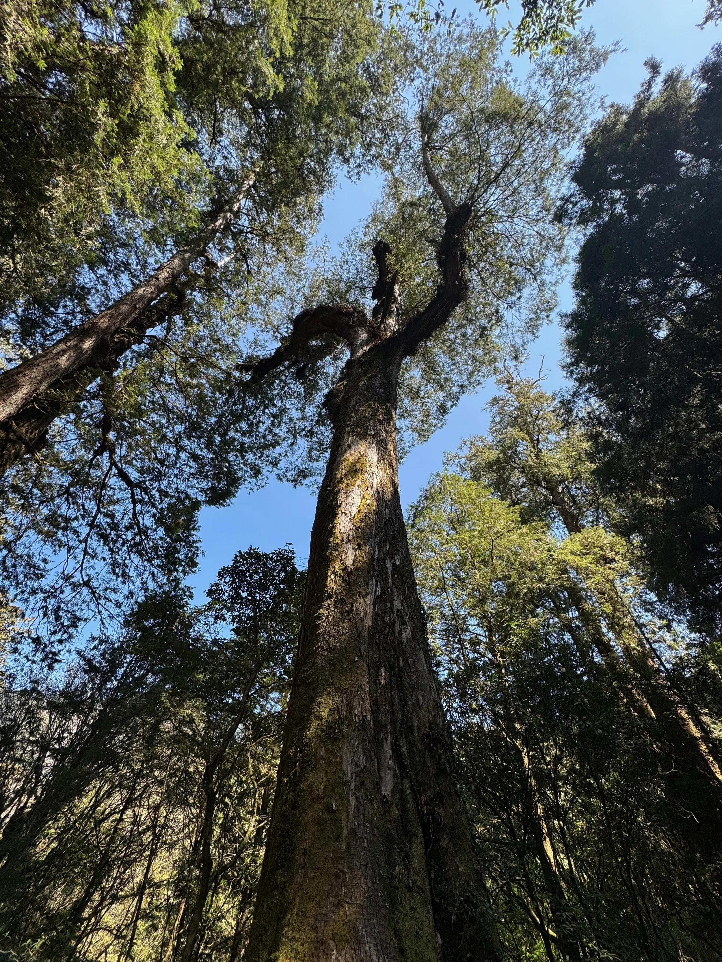 When Trees Weep for Us