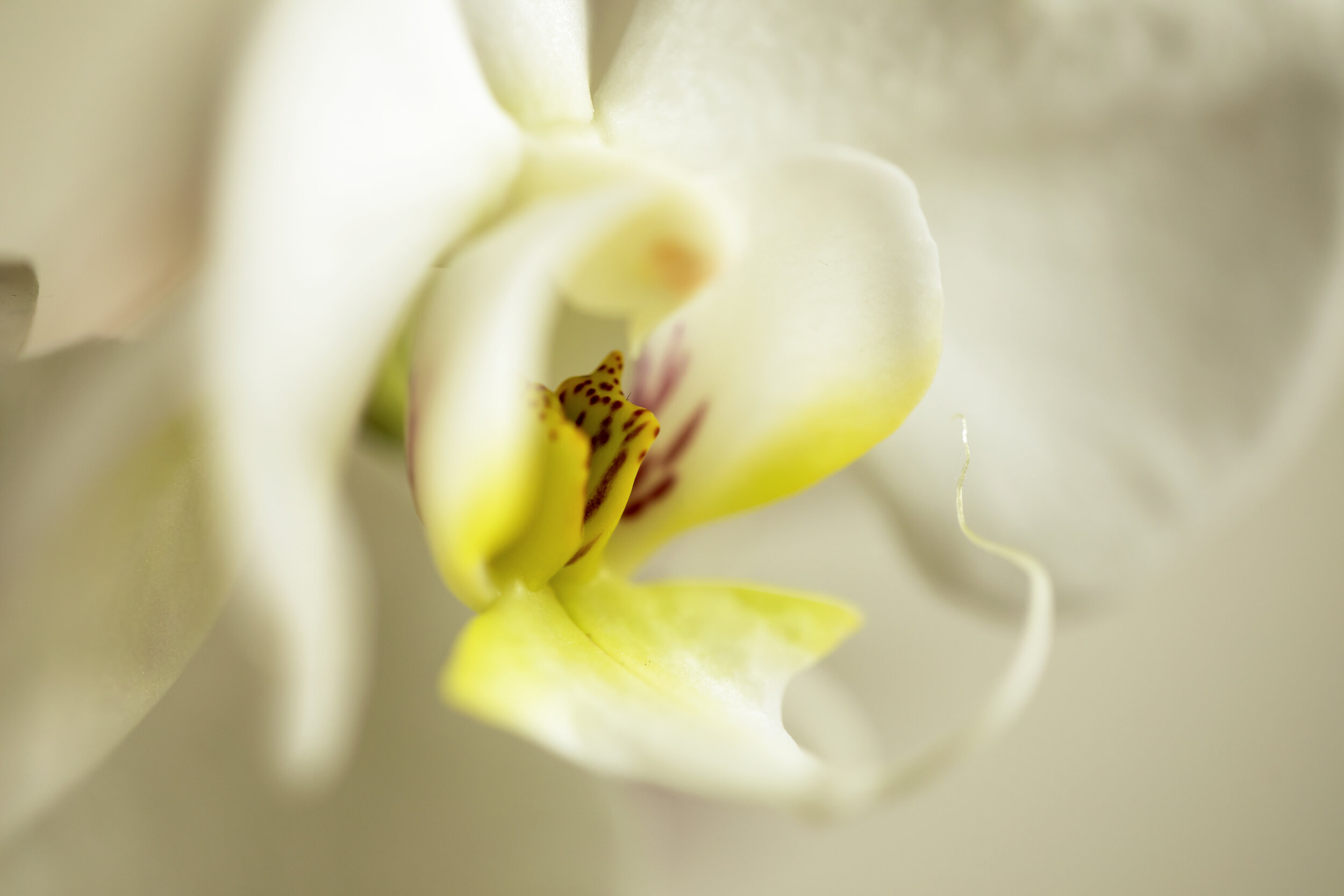 Delicate Macro