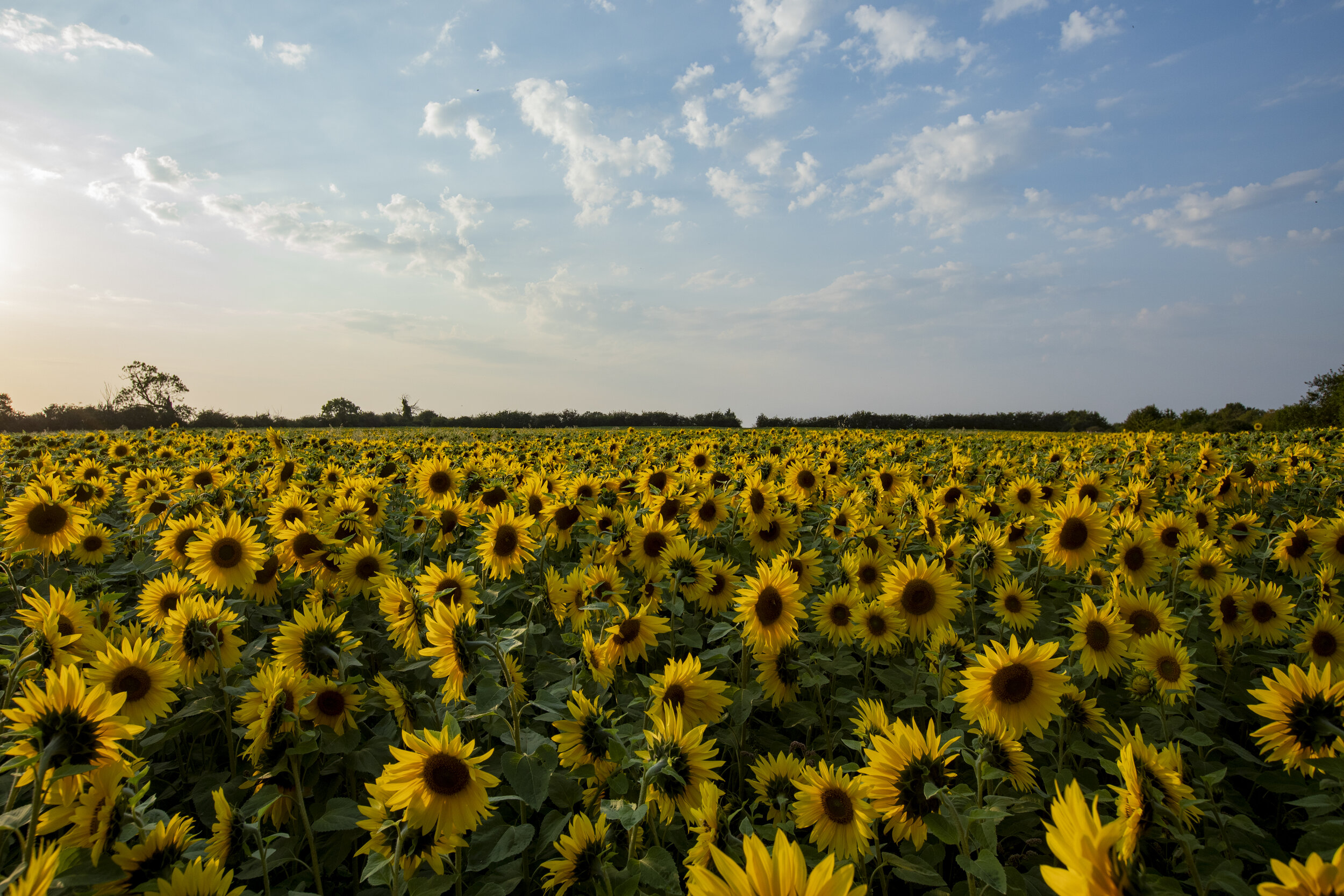 Sea of Sunflowers.