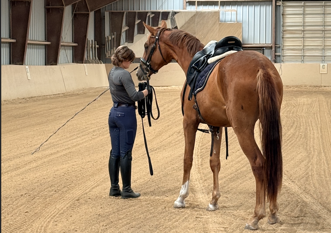 Bejeweled 2yo Hanoverian filly