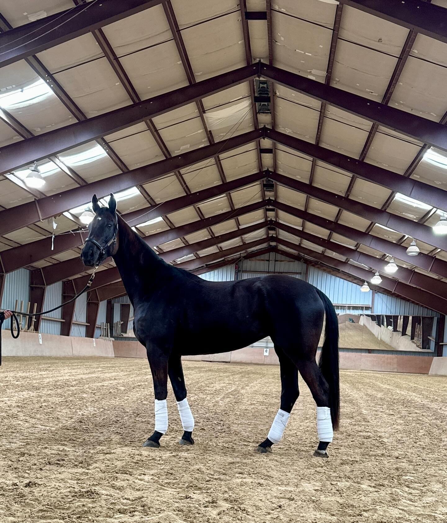 They grow up so fast 🥲 4yo GOV mare Secret Chanel: Secret x Farrington . Super 60 days under saddle: elastic, huge gaits &amp; incredible natural balance. So fun to develop