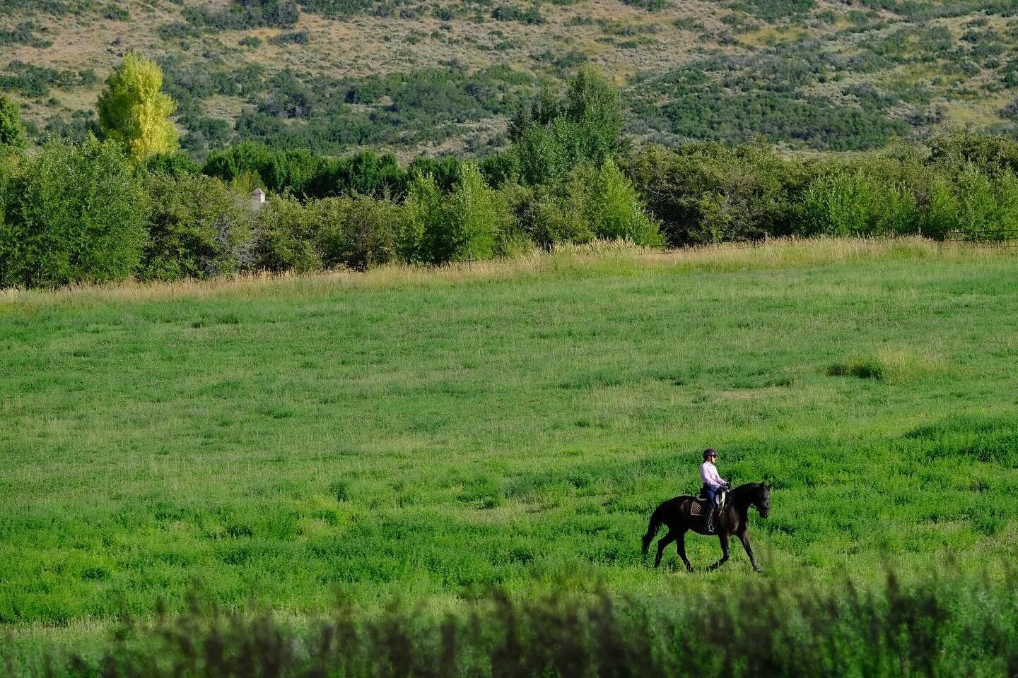 Dreaming of pasture rides on summer days. 🩷
.
.
.
#hanoveriansofinstagram #dressage #dressagerider #trailride #ausreiten #dressur #dressurreiter #utahisrad