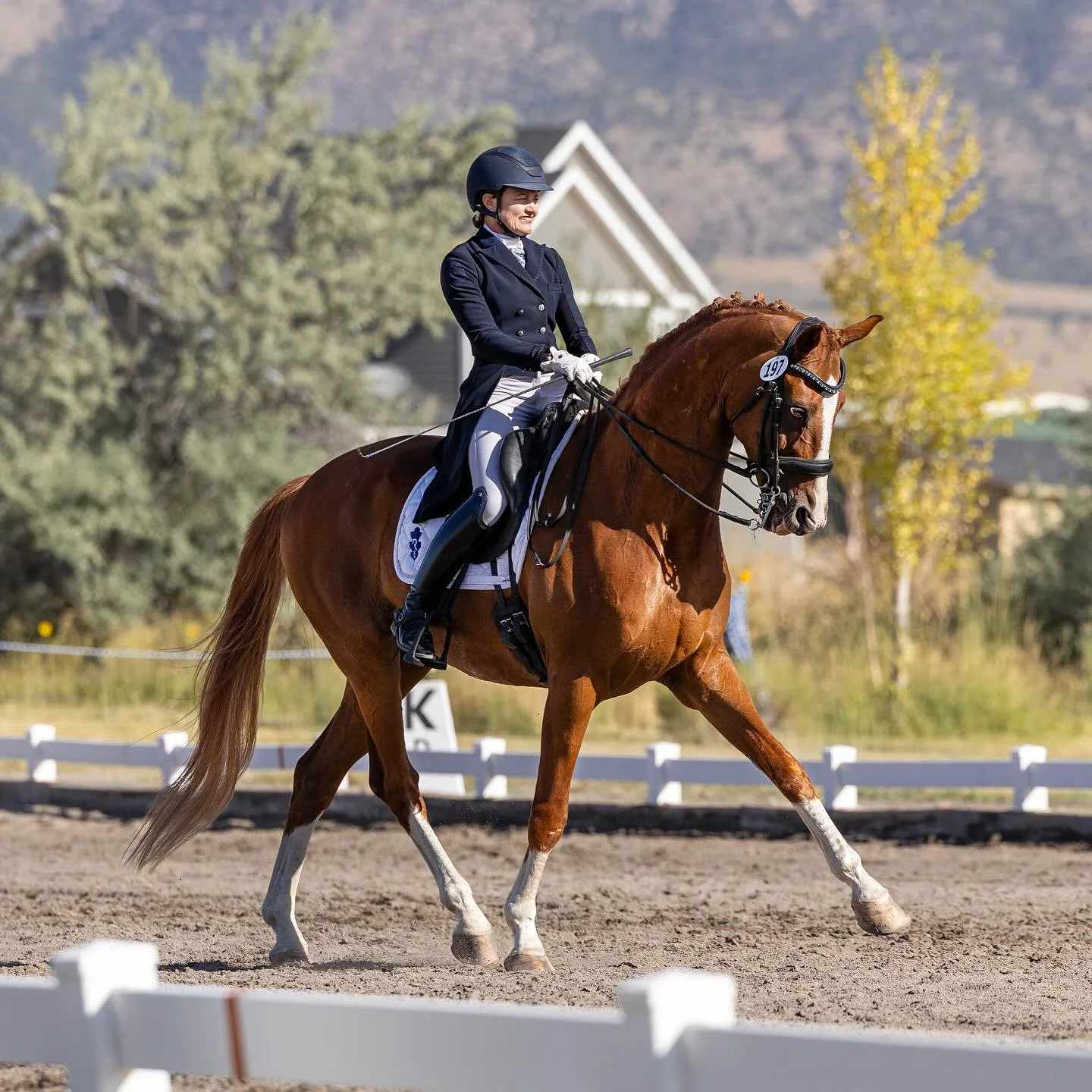 Show pics make everything look easy! 🤩
Very grateful for this hot mess of a chestnut who is teaching me to push myself &amp; ask for more. Lagerfeld, you&rsquo;re one in a million. 🥂
.
.
.
#dressurpferd #grandprix #dressagehorse #dressur #dressage 