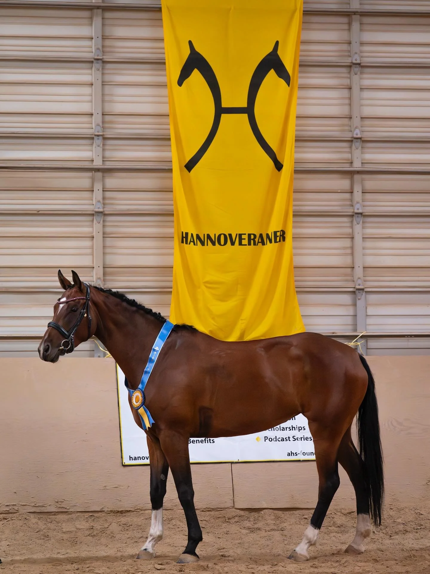 Great Inspection with @american_hanoverian_society a couple weeks ago! 
Barbarella (Benecio x Finest) was Champion for her Mare Performance test, completing both riding &amp; jumping segments (they jumped her 4&rsquo;! High for wee Barbarella!) 

Tel