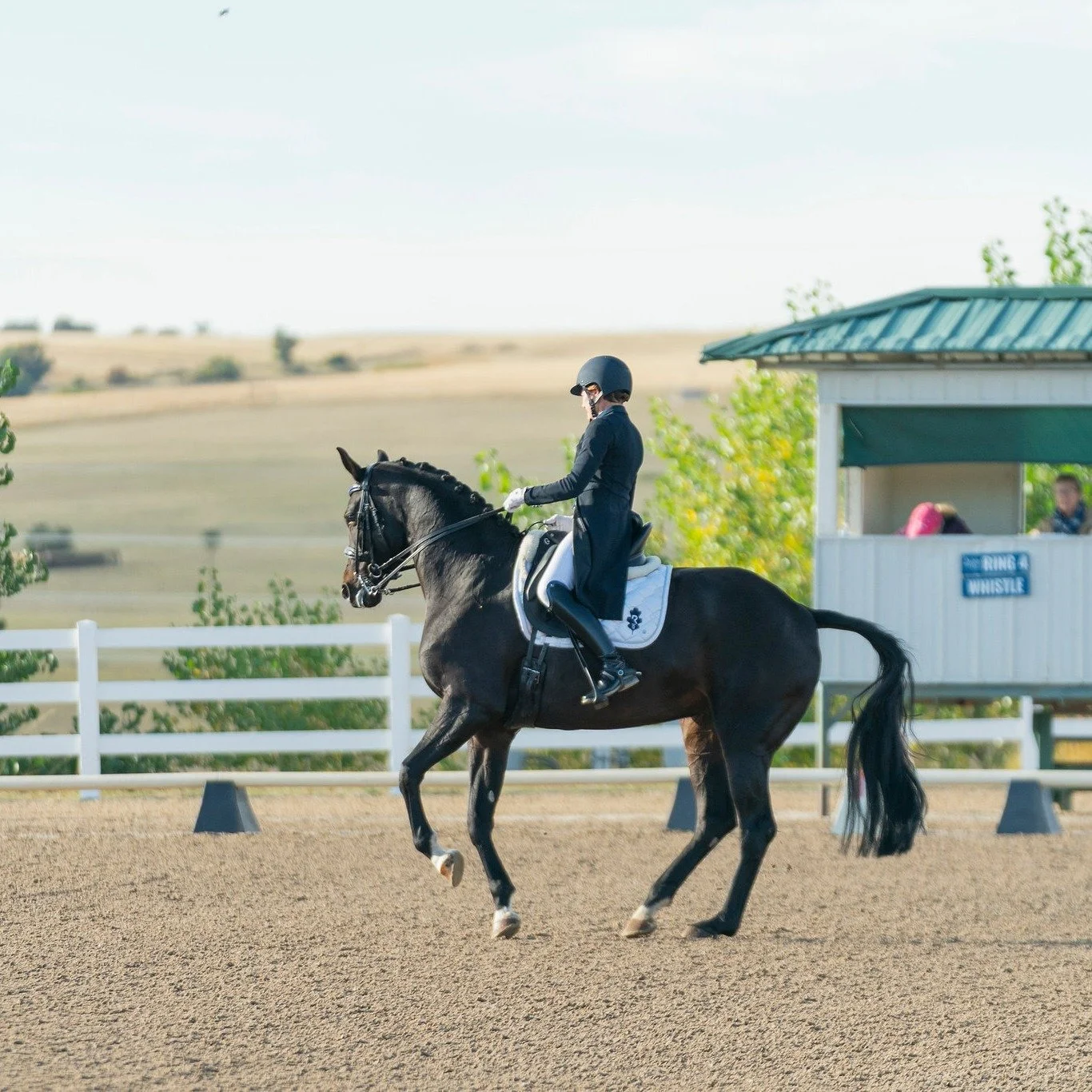 We just found out that Fendi S (Finest x Sandro Hit/Rotspon) is the recipient of the prestigious Journey Award from the Hanoverian Society! It goes to the top scoring horse &amp; rider combo, with scores aggregated across all the National show levels