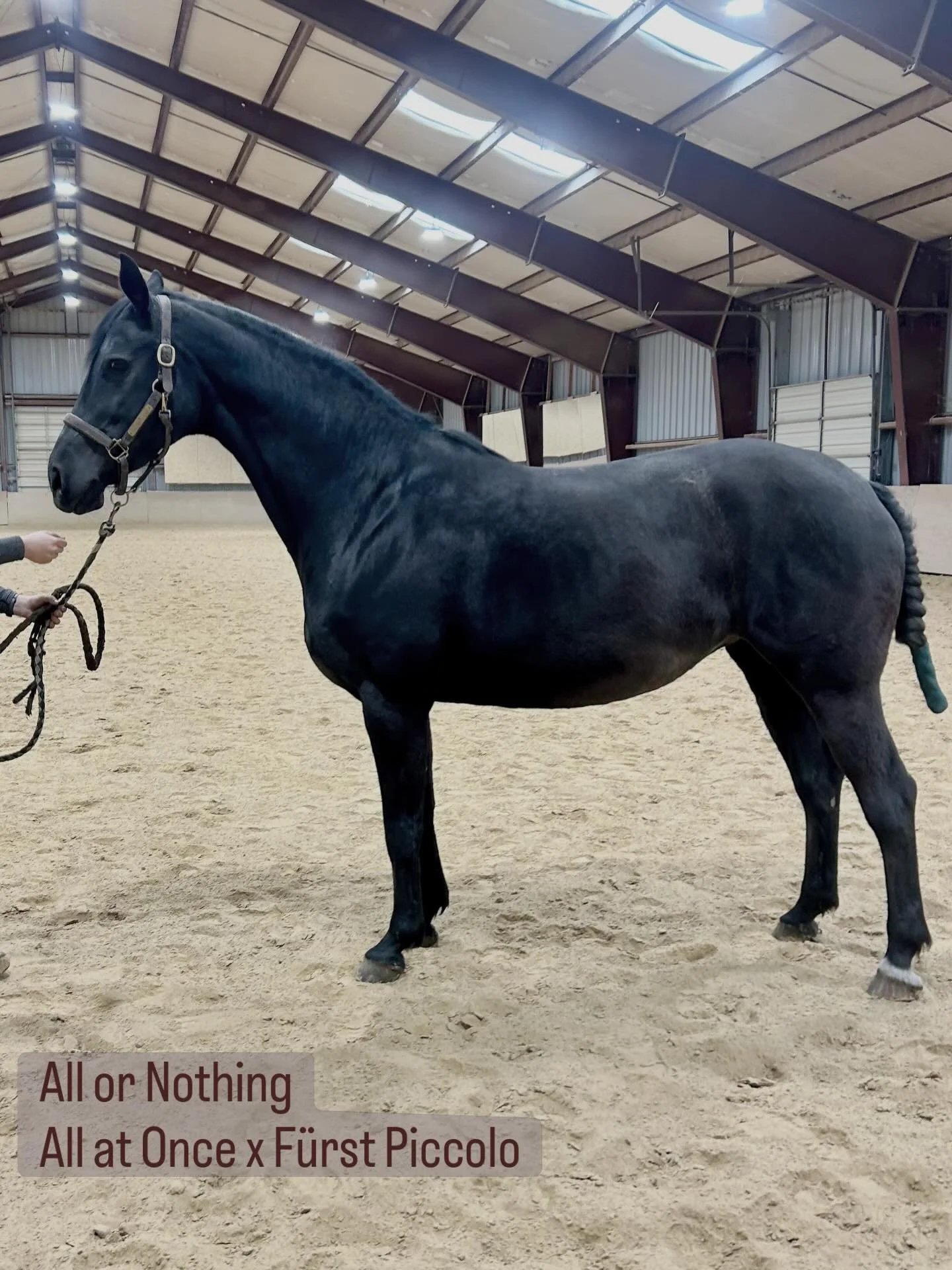Say hello to the sacred vessel! It has been a long road but our fabulous broodmare All or Nothing (full sister to British Olympian Charlotte Dujardin&rsquo;s Alive and Kicking,) is home in UT! She is so lovely &amp; so sweet, and has made the trip to