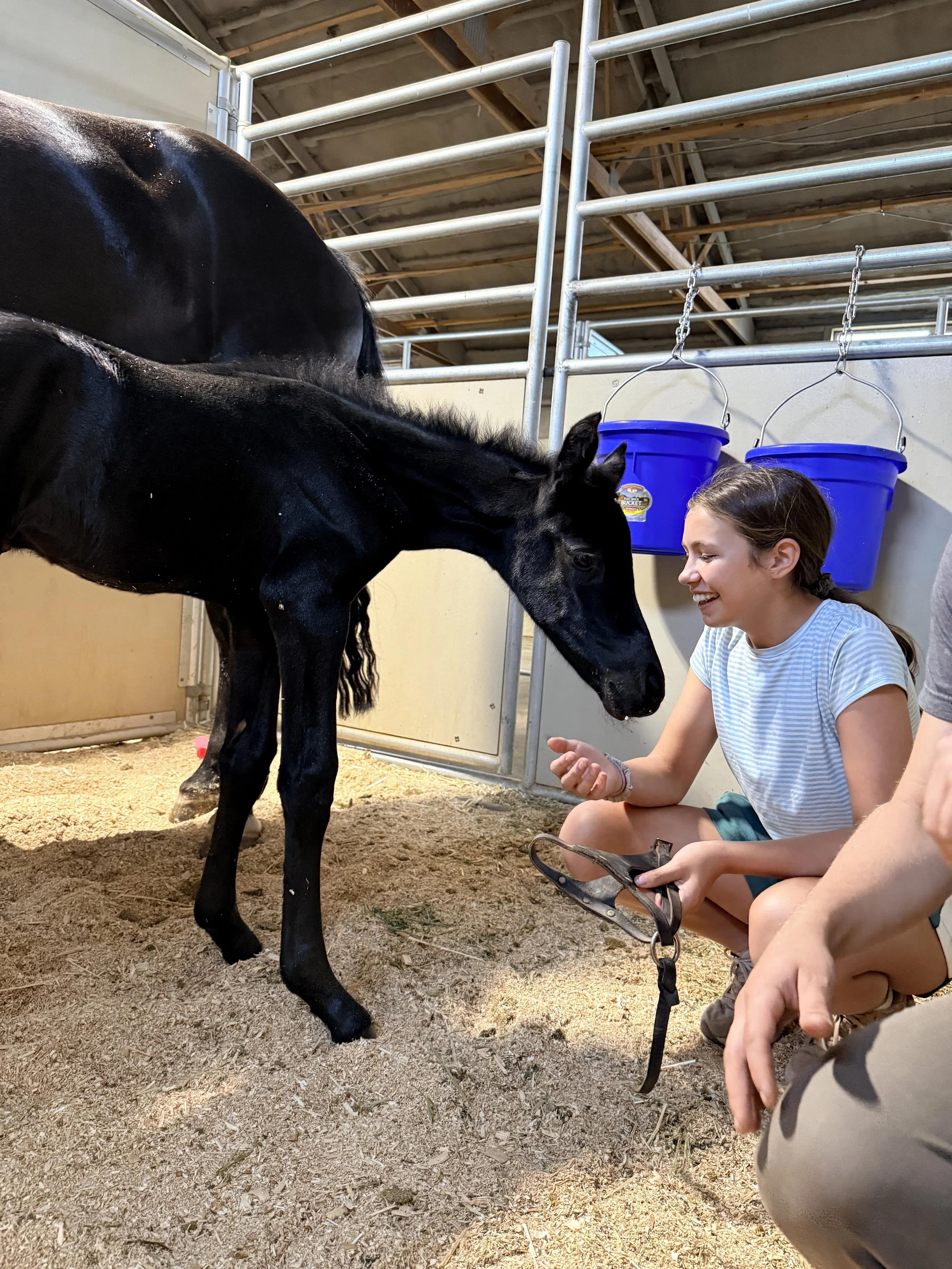 young dressage professional baby horse